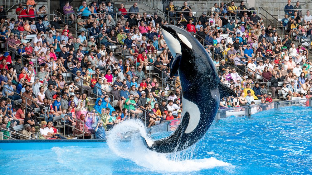 Orlando, Florida | SeaWorld Orca Encounter