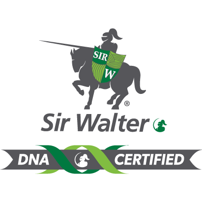 Sir Walter DNA Certified Buffalo Grass