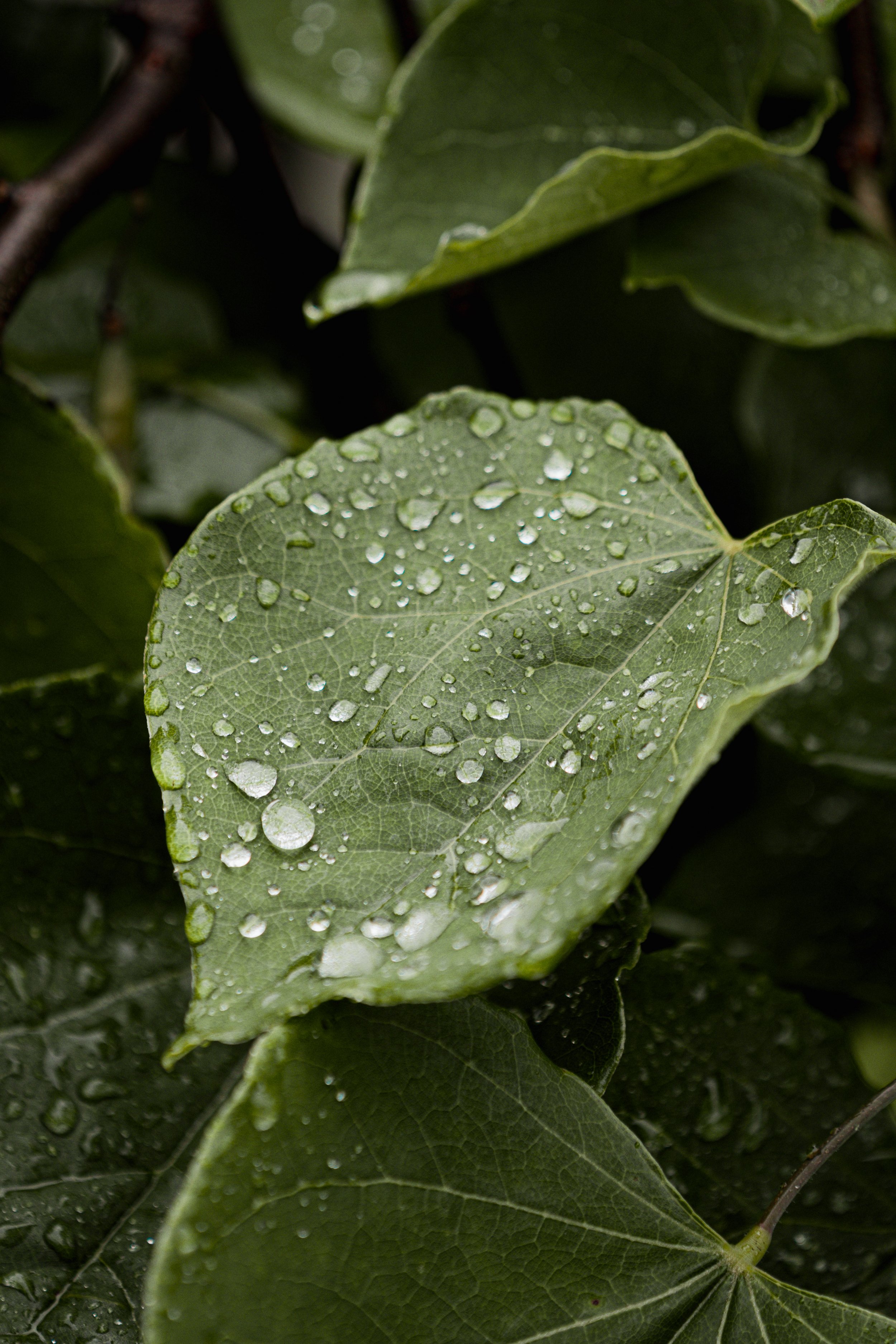 A_507592.jpg