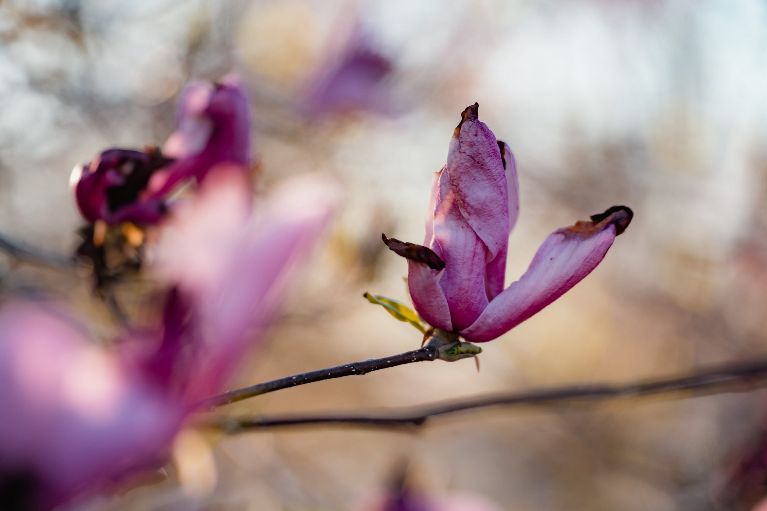 A7R00856.jpg