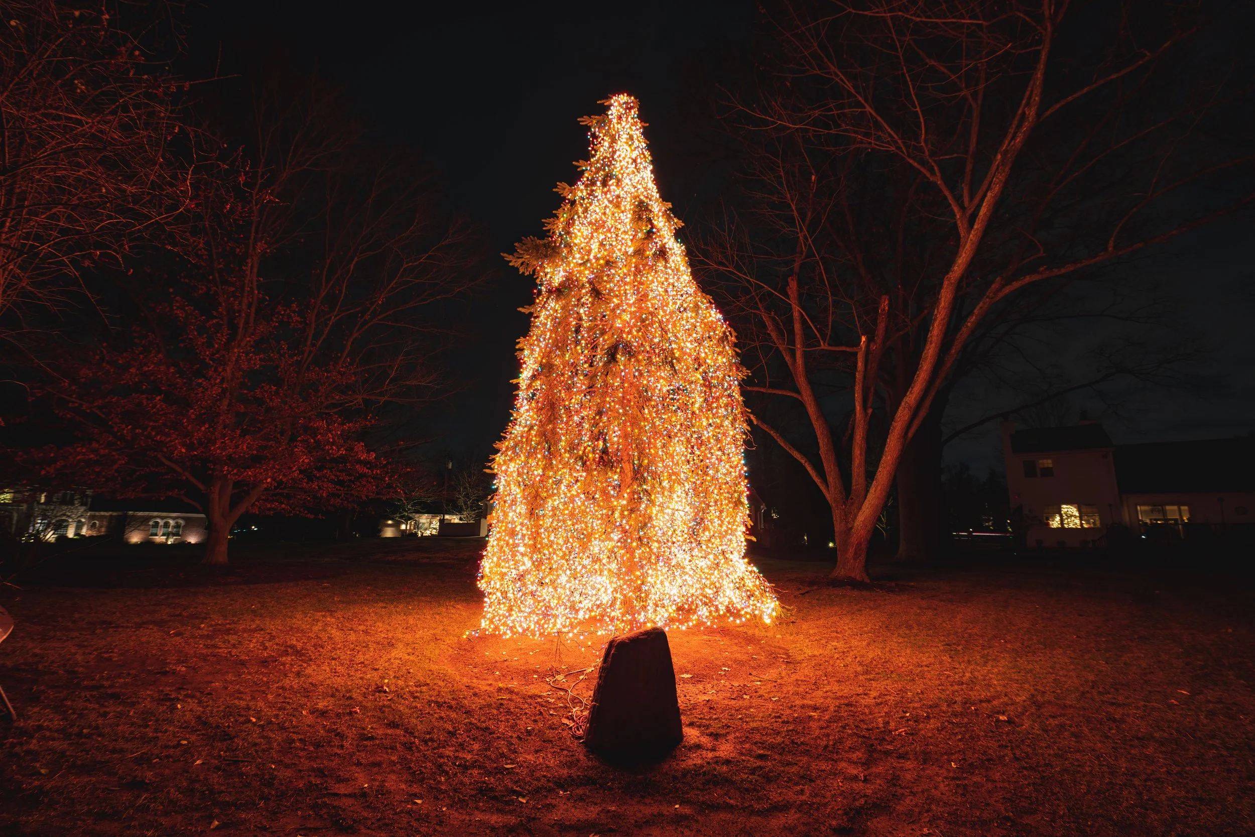 A large Christmas tree decorated with numerous small, bright lights, standing outdoors at night, with bare trees and houses visible in the background.