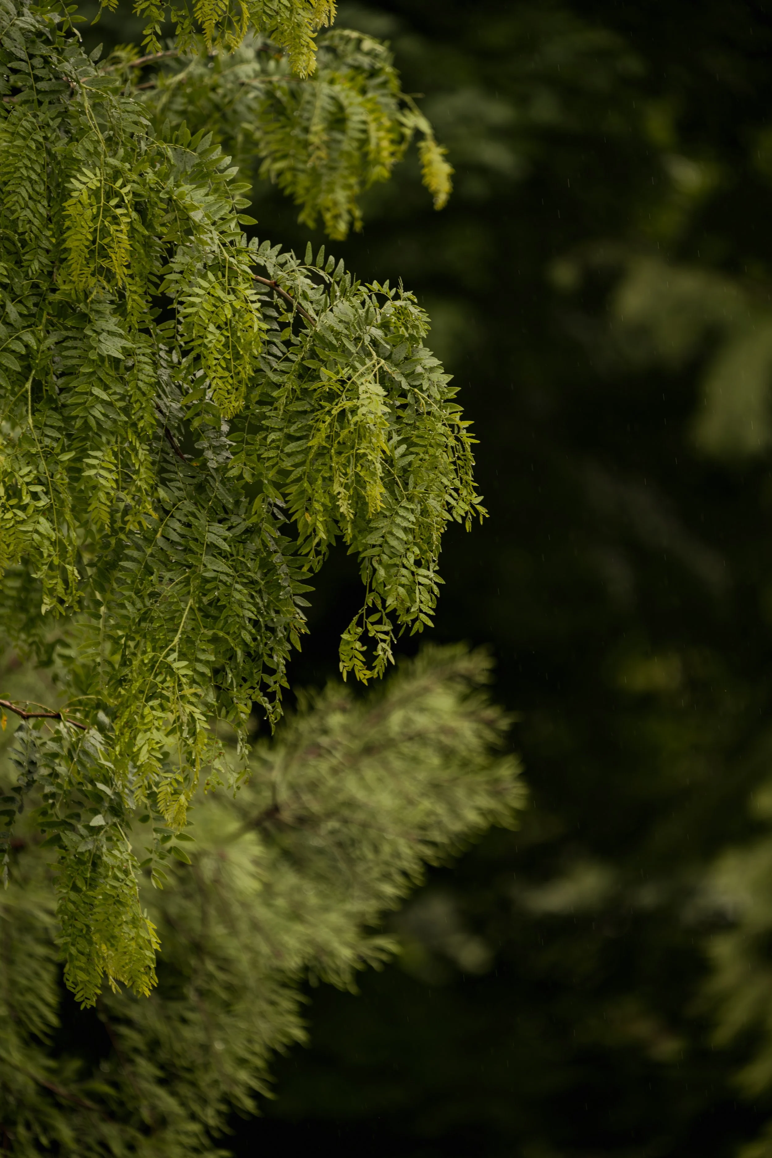 A_507531.jpg