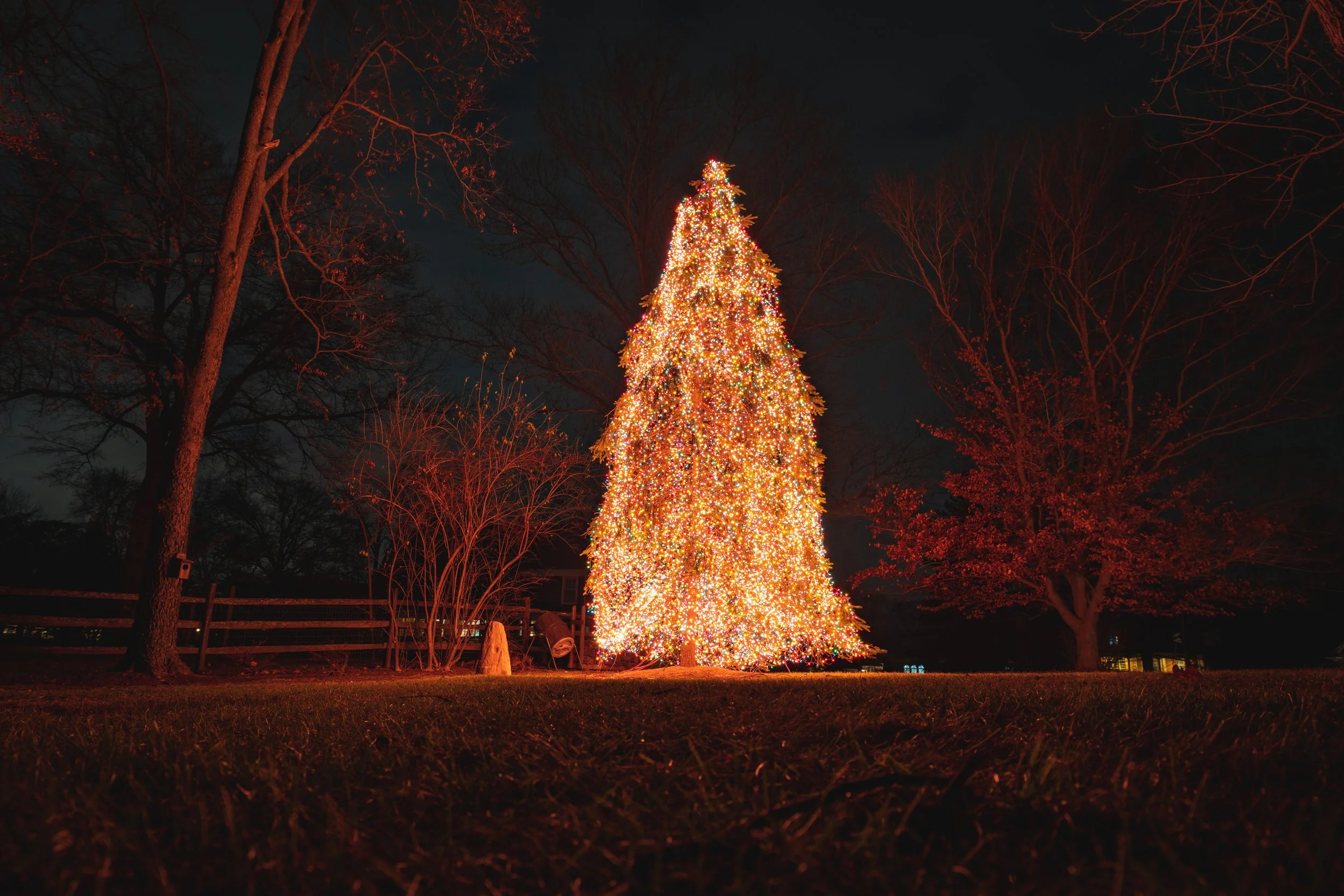 A large Christmas tree decorated with multicolored lights outdoors at night, surrounded by leafless trees.