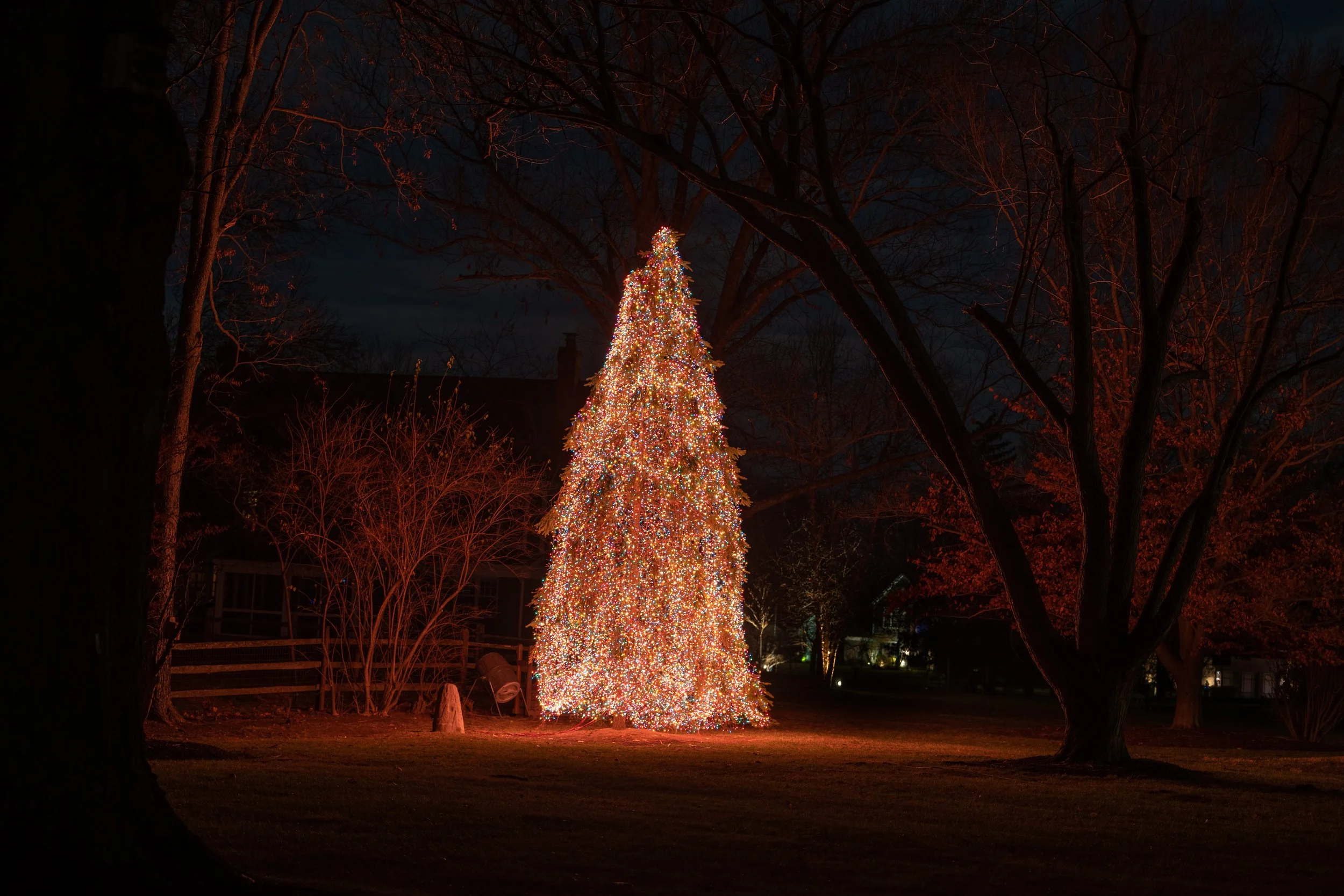 Christmas tree decorated with colorful lights outdoors at night, surrounded by bare trees.