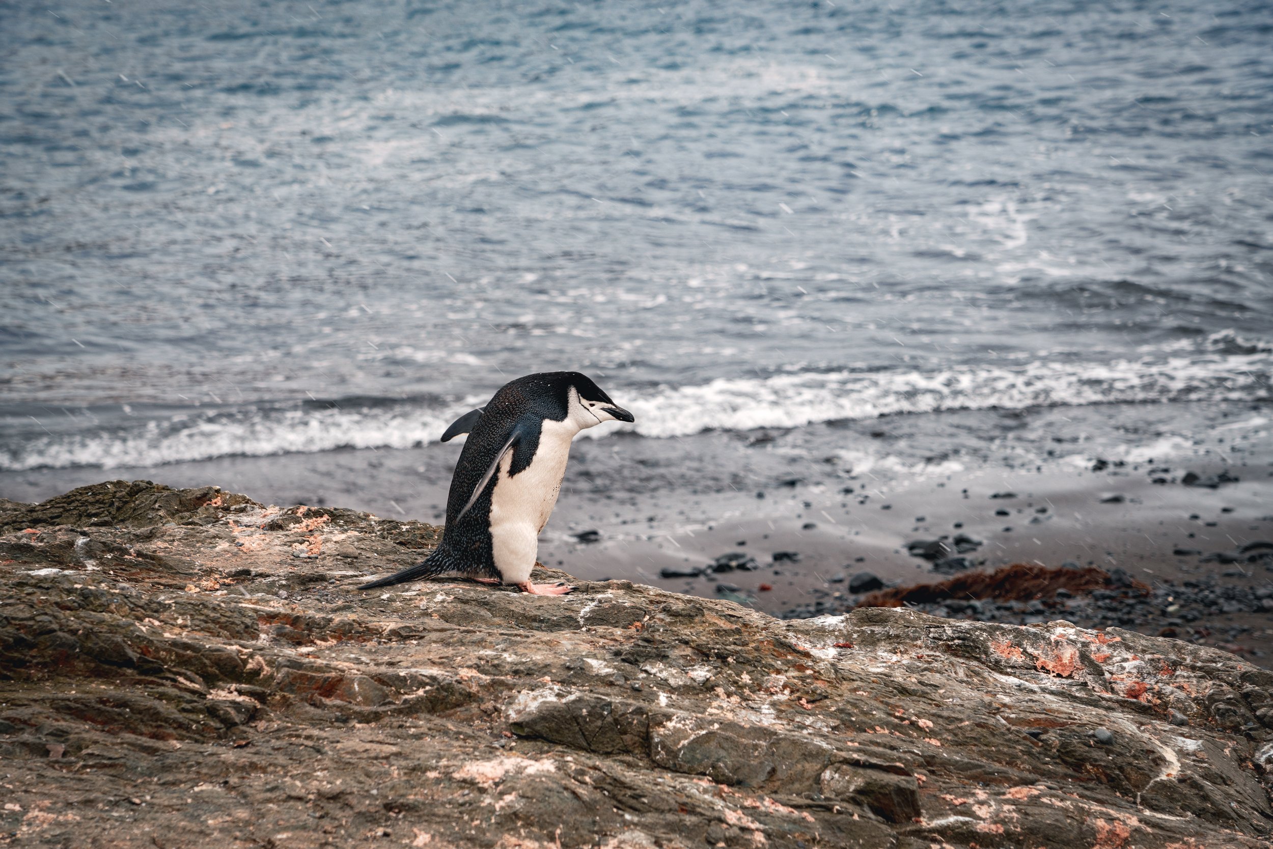 Chin Strap Penguin Waddling in Antarctica