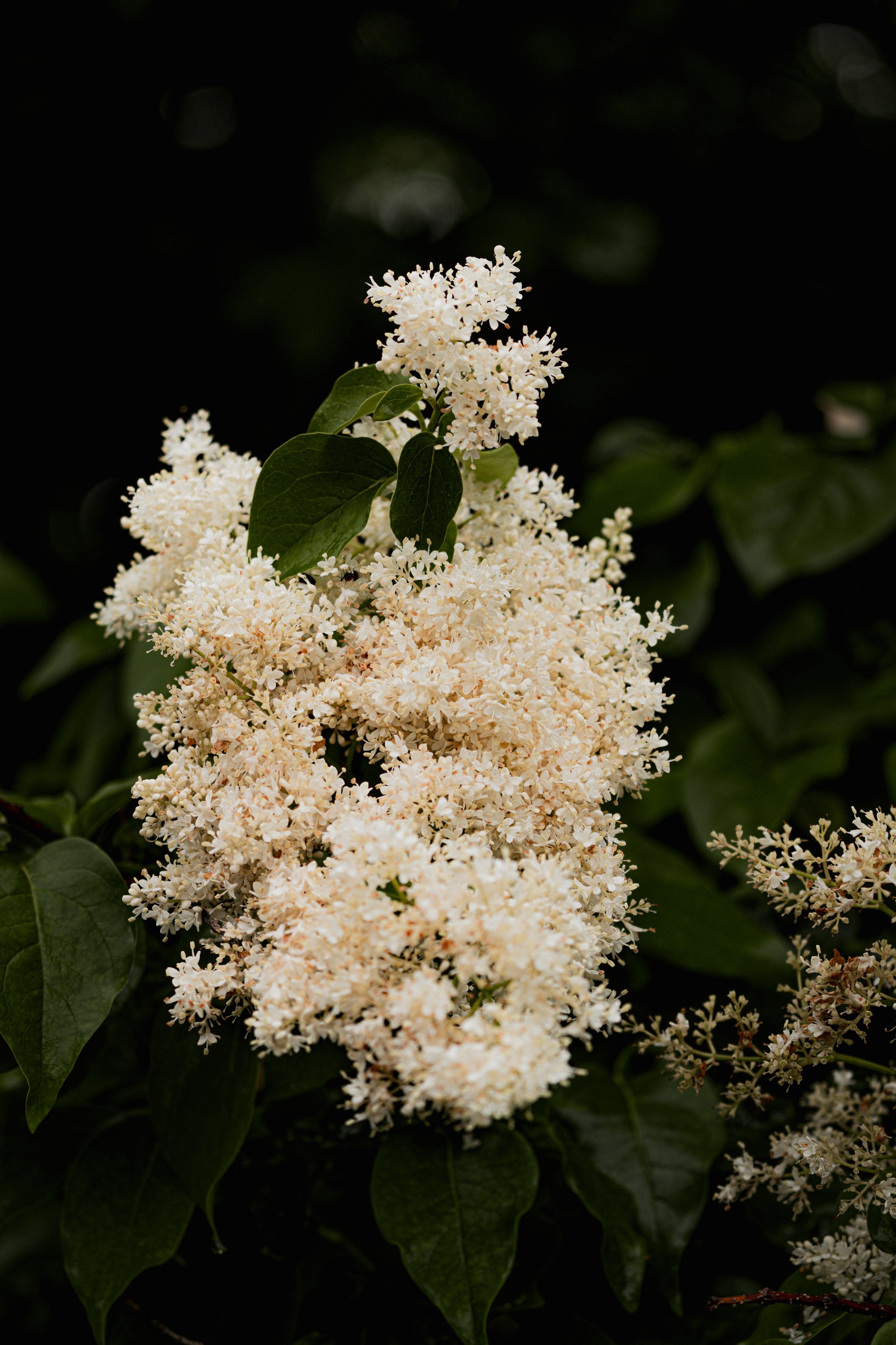 A_507593.jpg
