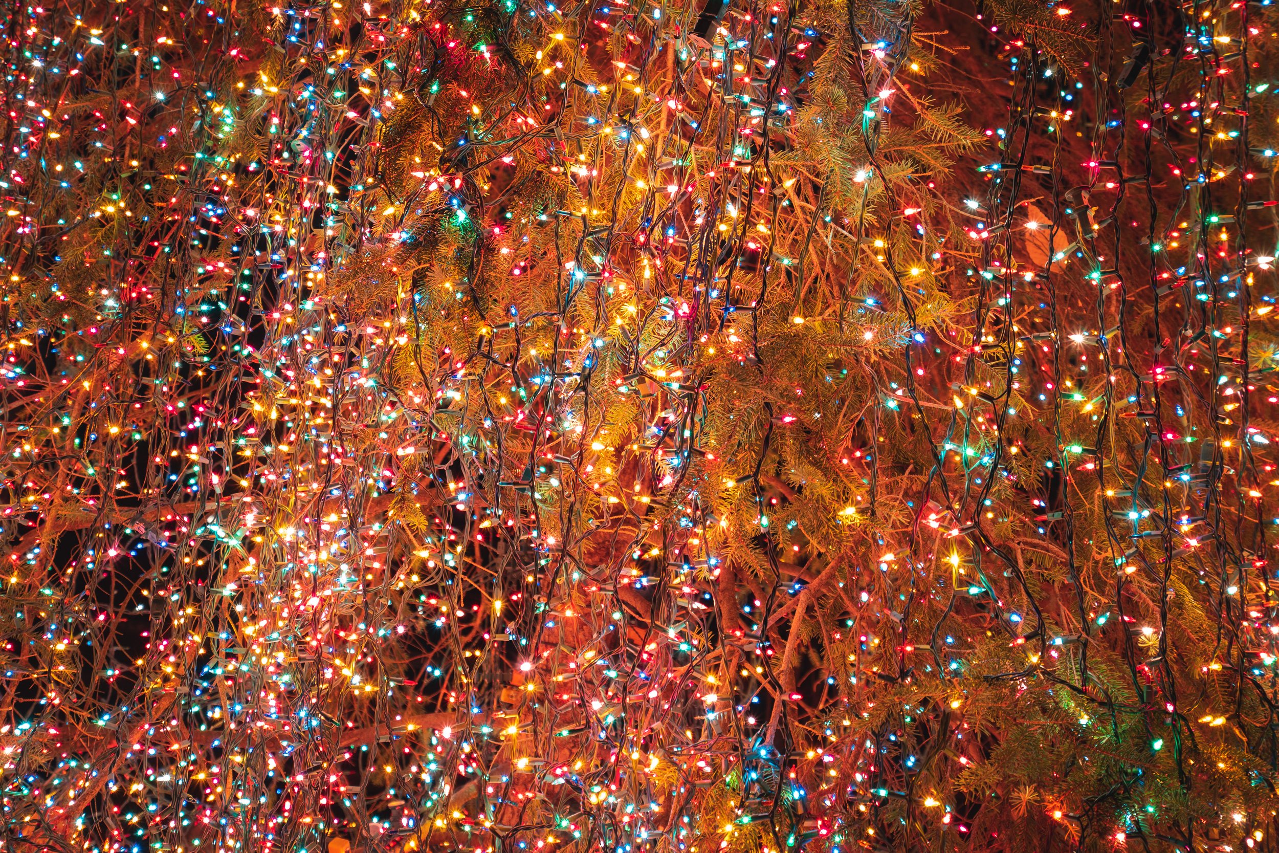 Colorful Christmas lights gently draped over evergreen branches, creating a festive holiday display.
