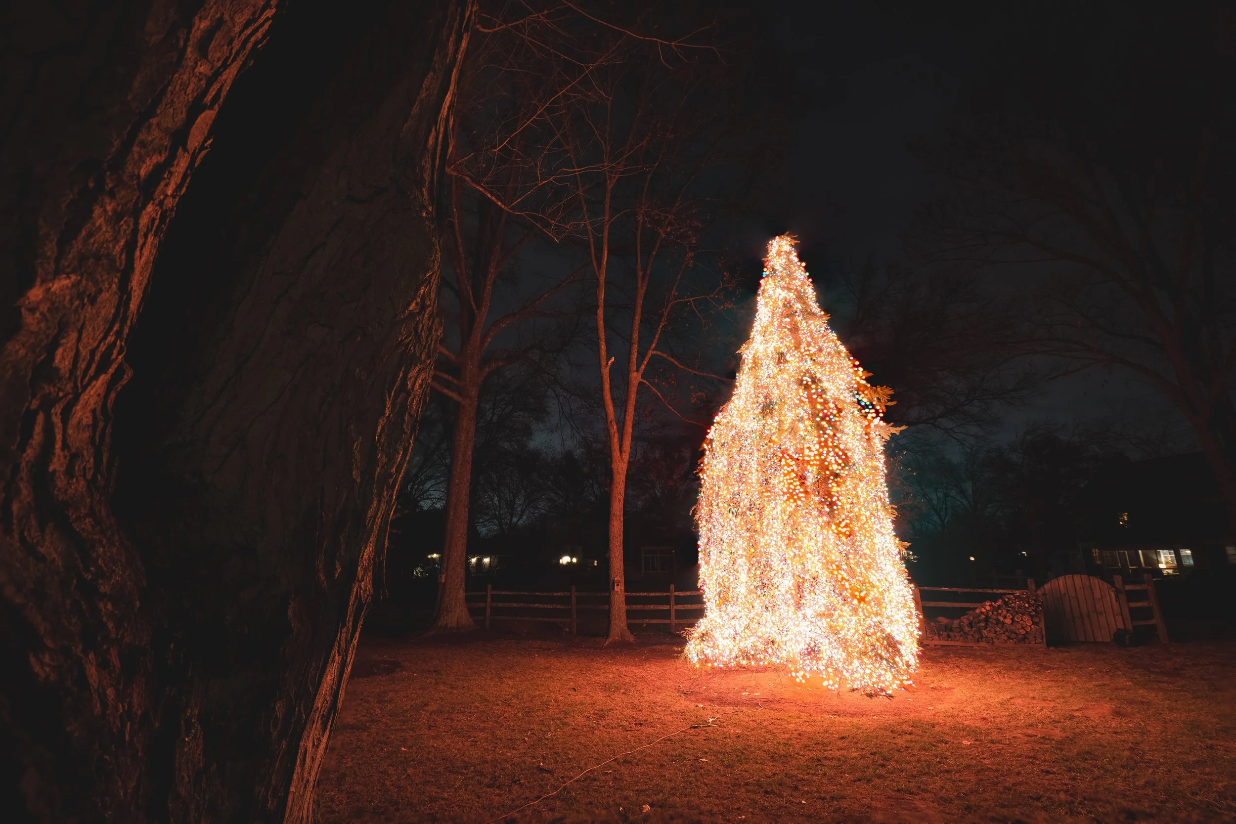 A large Christmas tree decorated with bright white and multicolored lights outdoors at night, with leafless trees and a fence in the background.