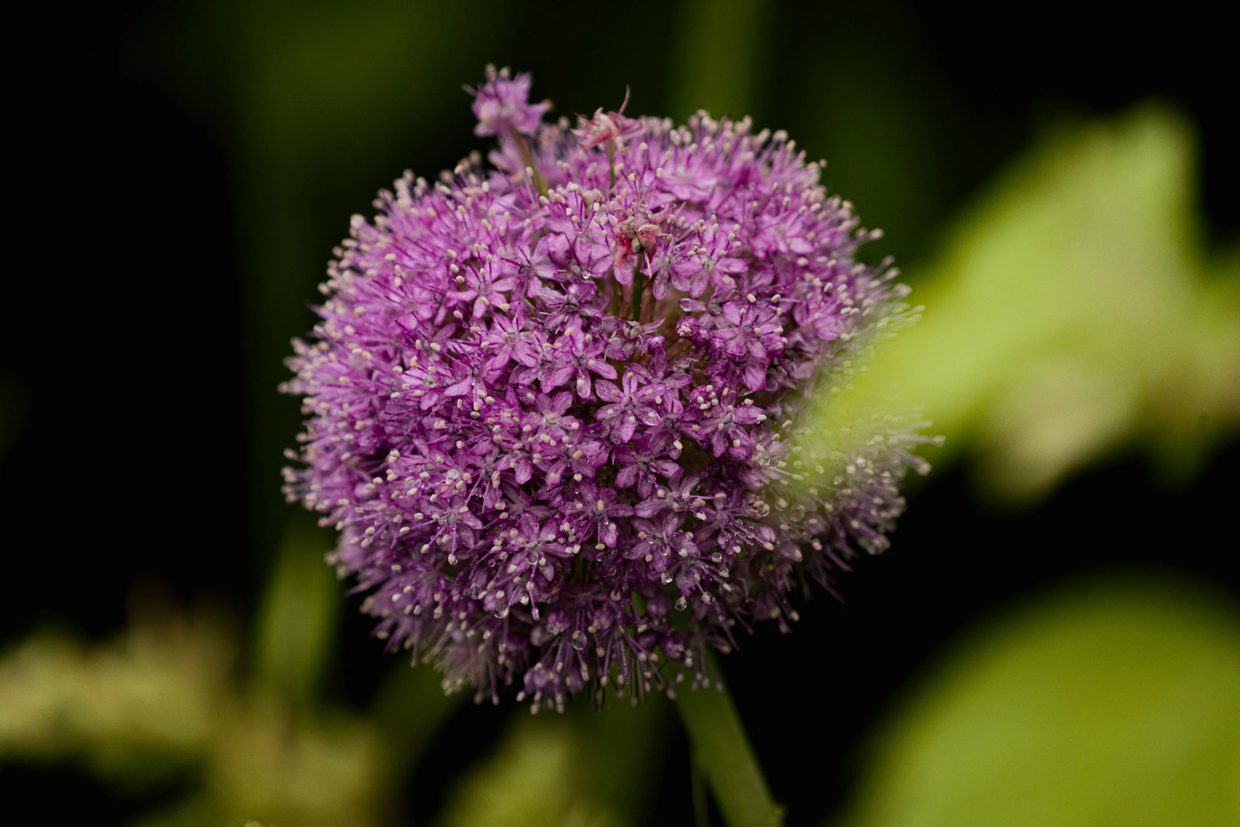 A_507561.jpg