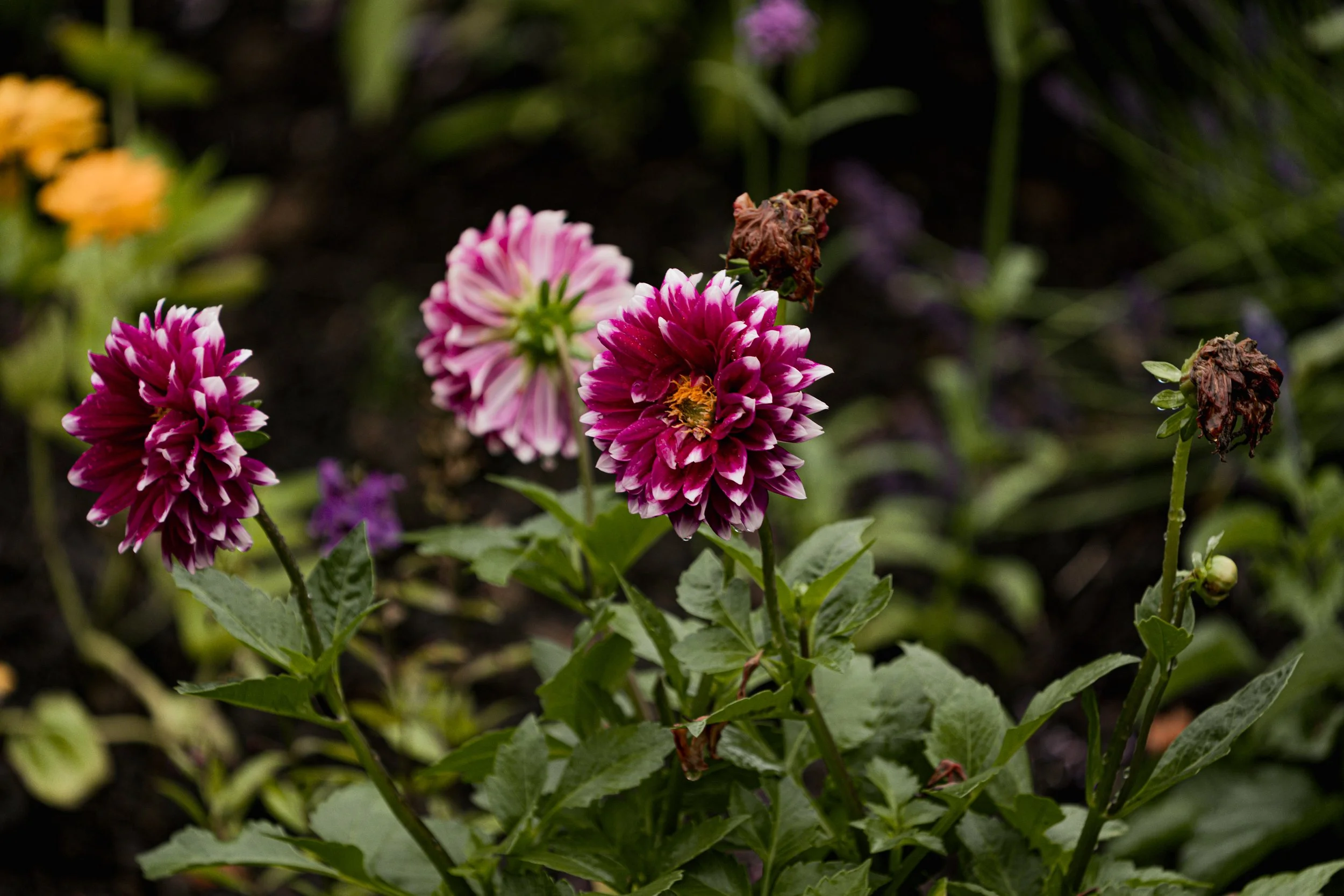A_507550.jpg