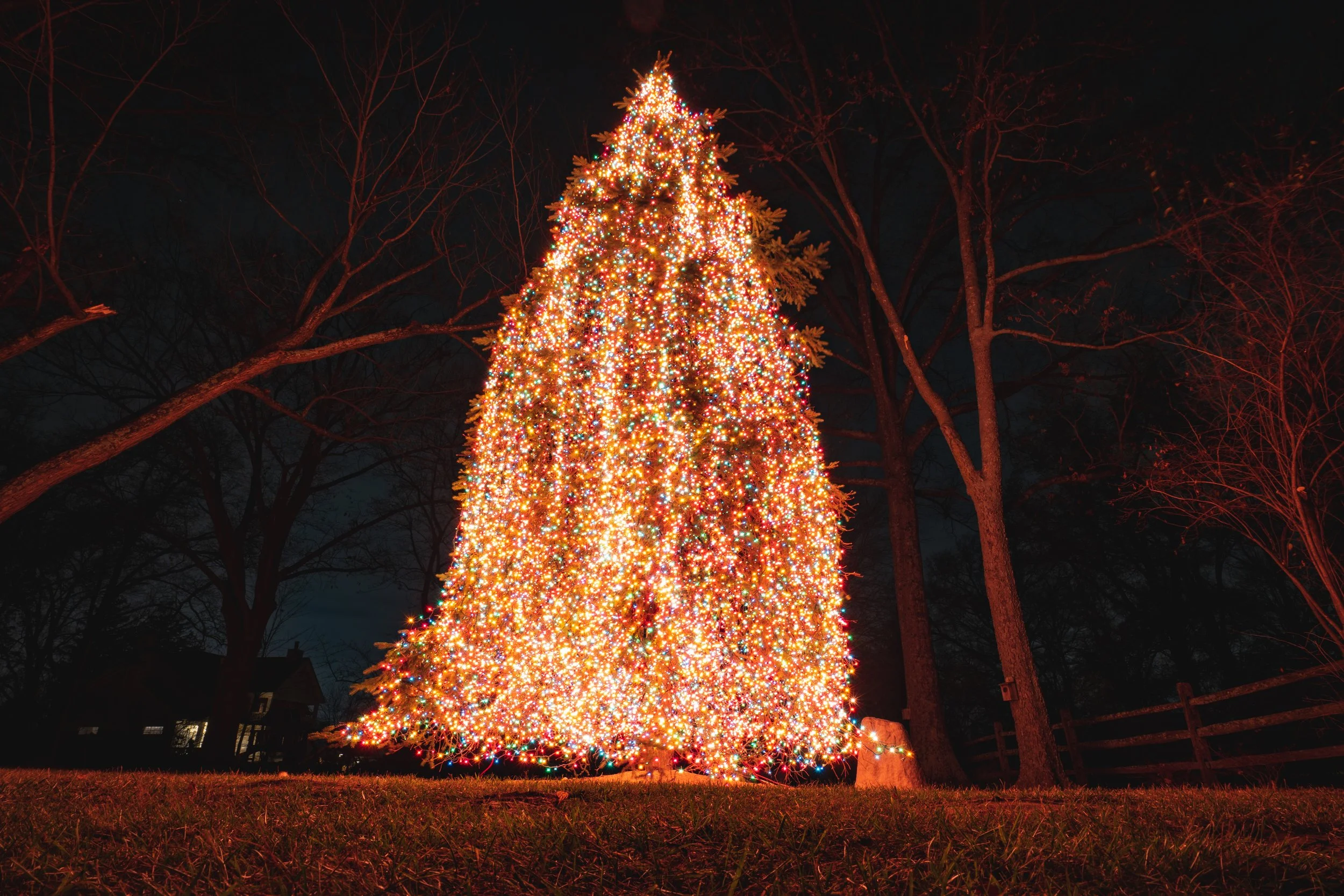 A large Christmas tree decorated with colorful lights outdoors at night, with leafless trees and a dark sky in the background.