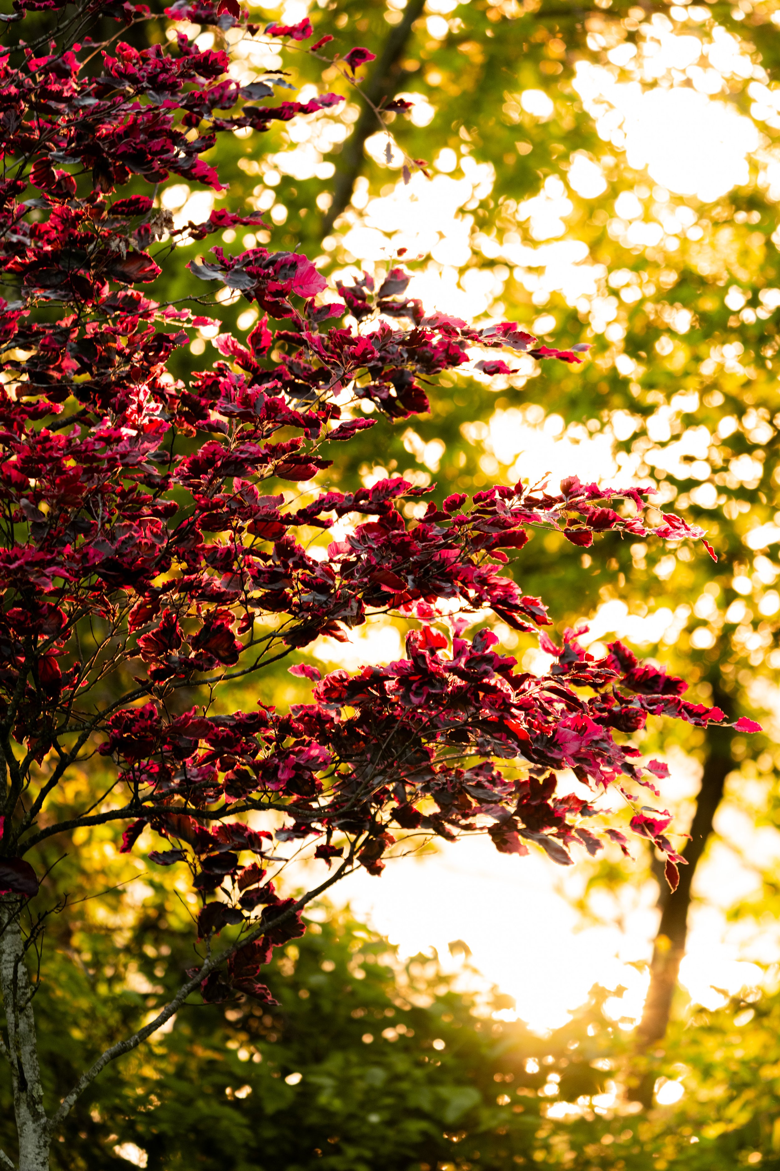 Alms Park Engagement (72).jpg