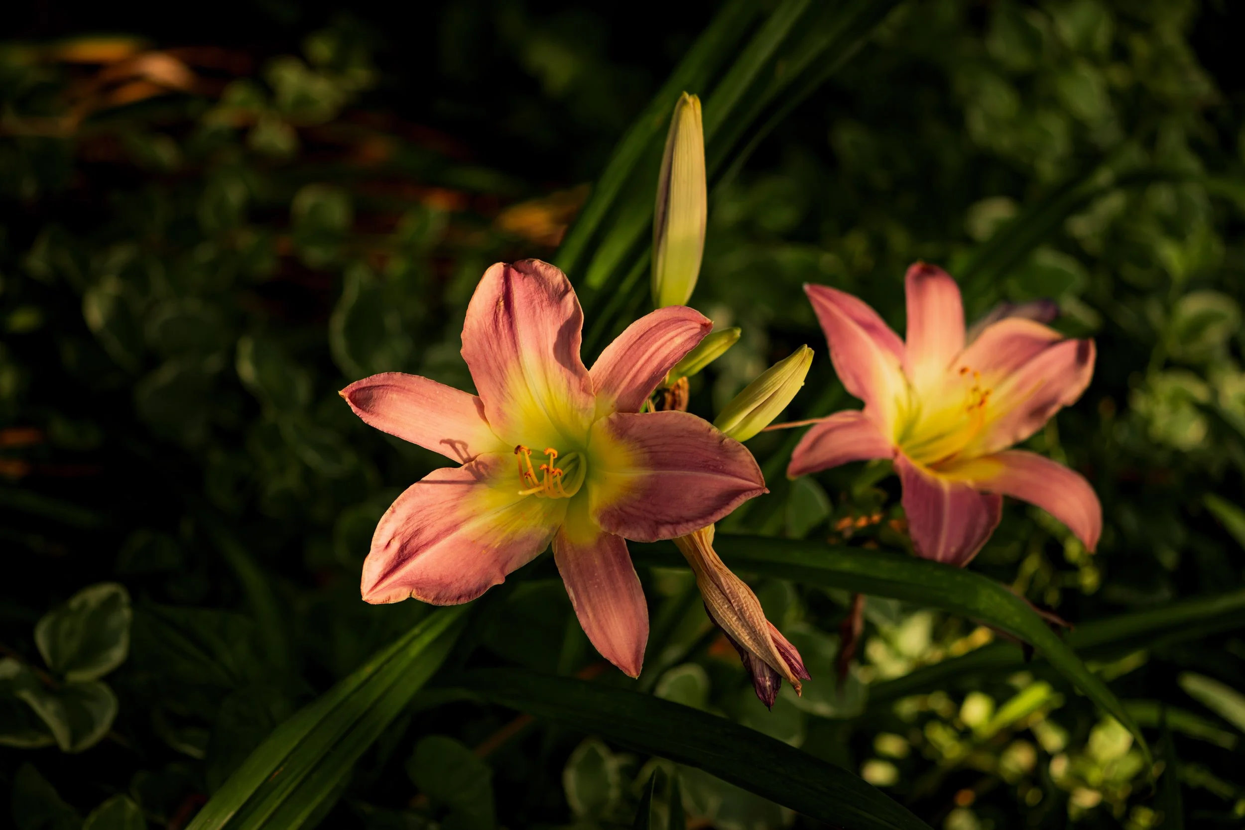 A7501425.jpg