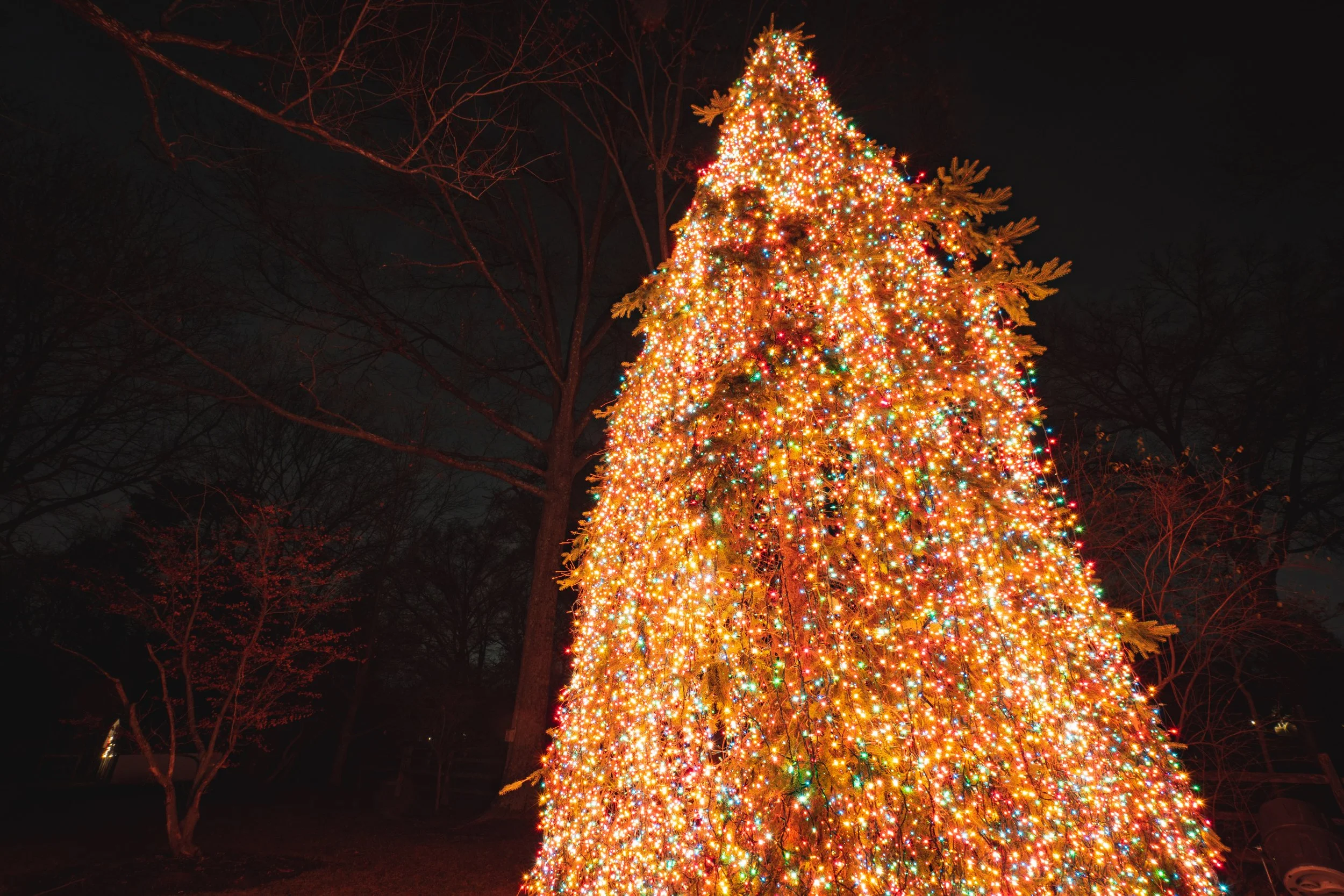 A large Christmas tree decorated with multicolored lights outdoors at night.