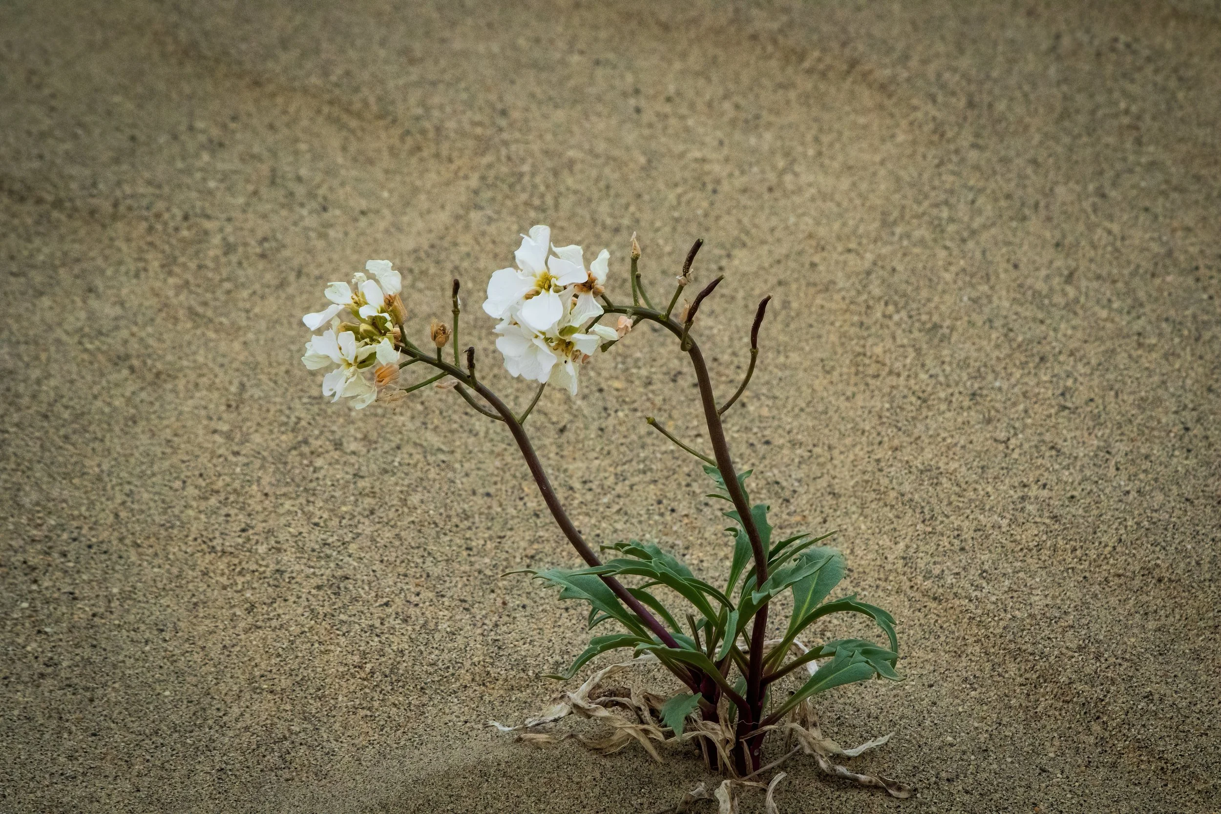 0K8A0286-SharpenAI-Focus.jpg