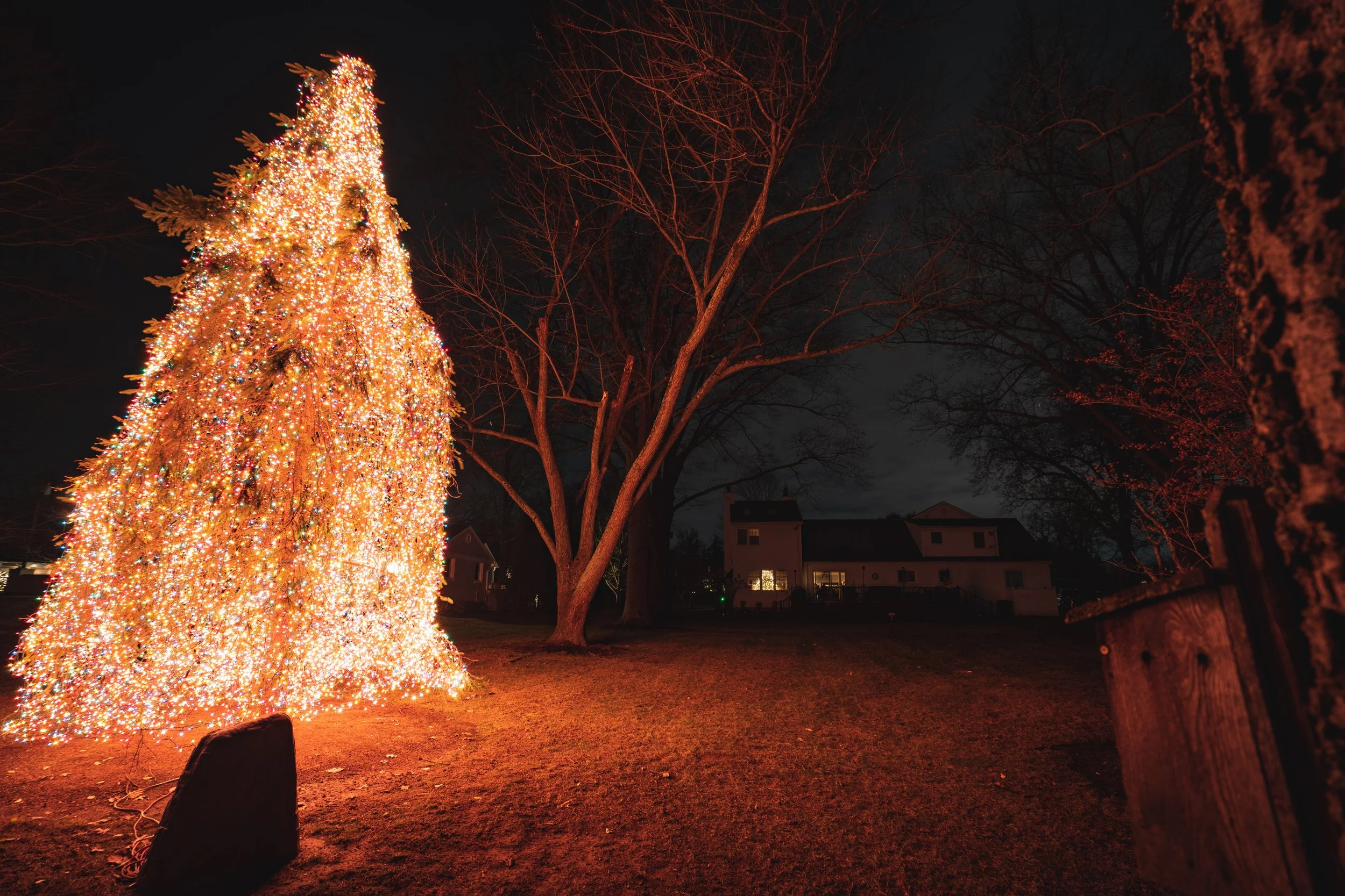 Nighttime scene of a large Christmas tree decorated with bright, multicolored lights in a yard, with leafless trees and houses illuminated in the background.