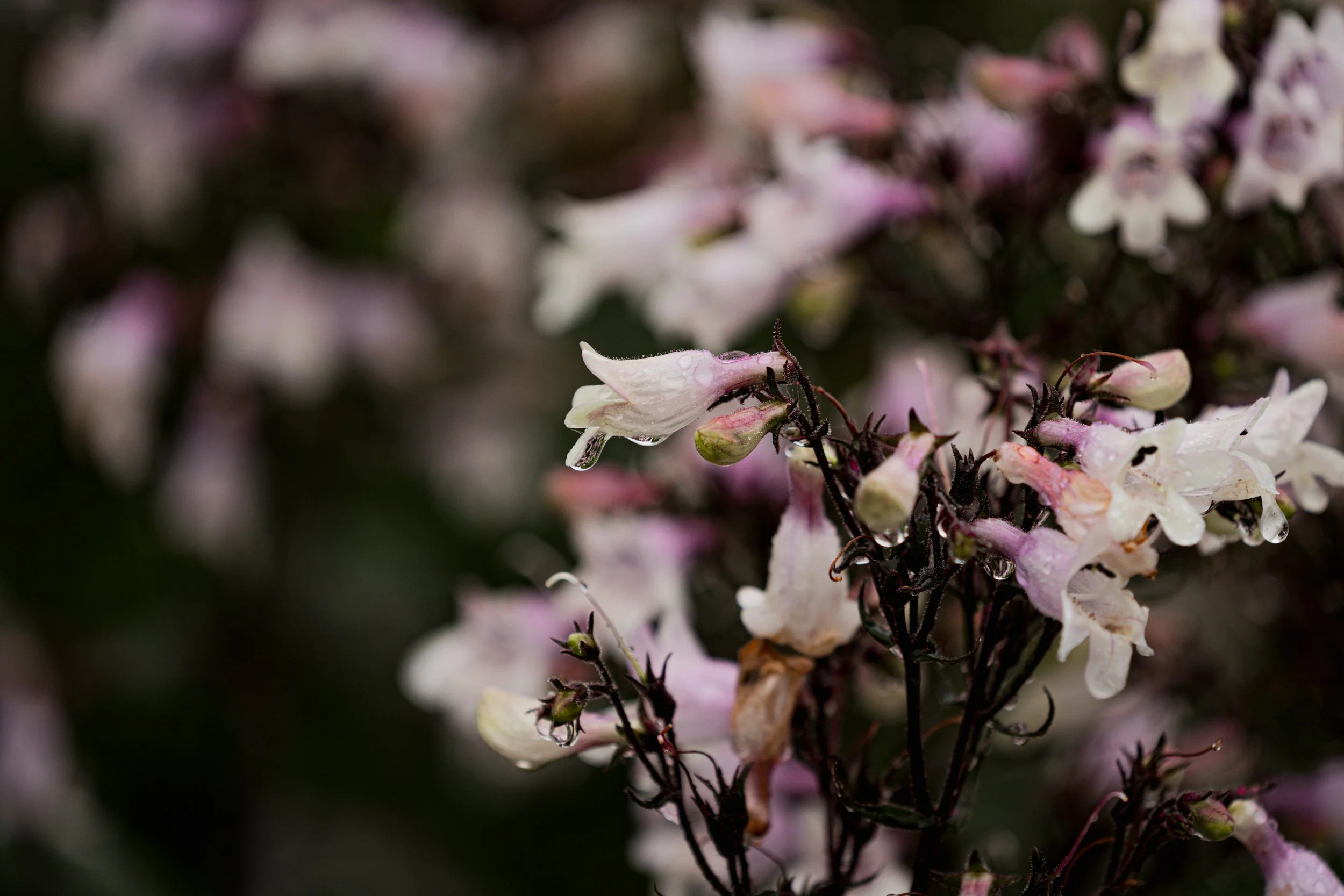 A_507545.jpg