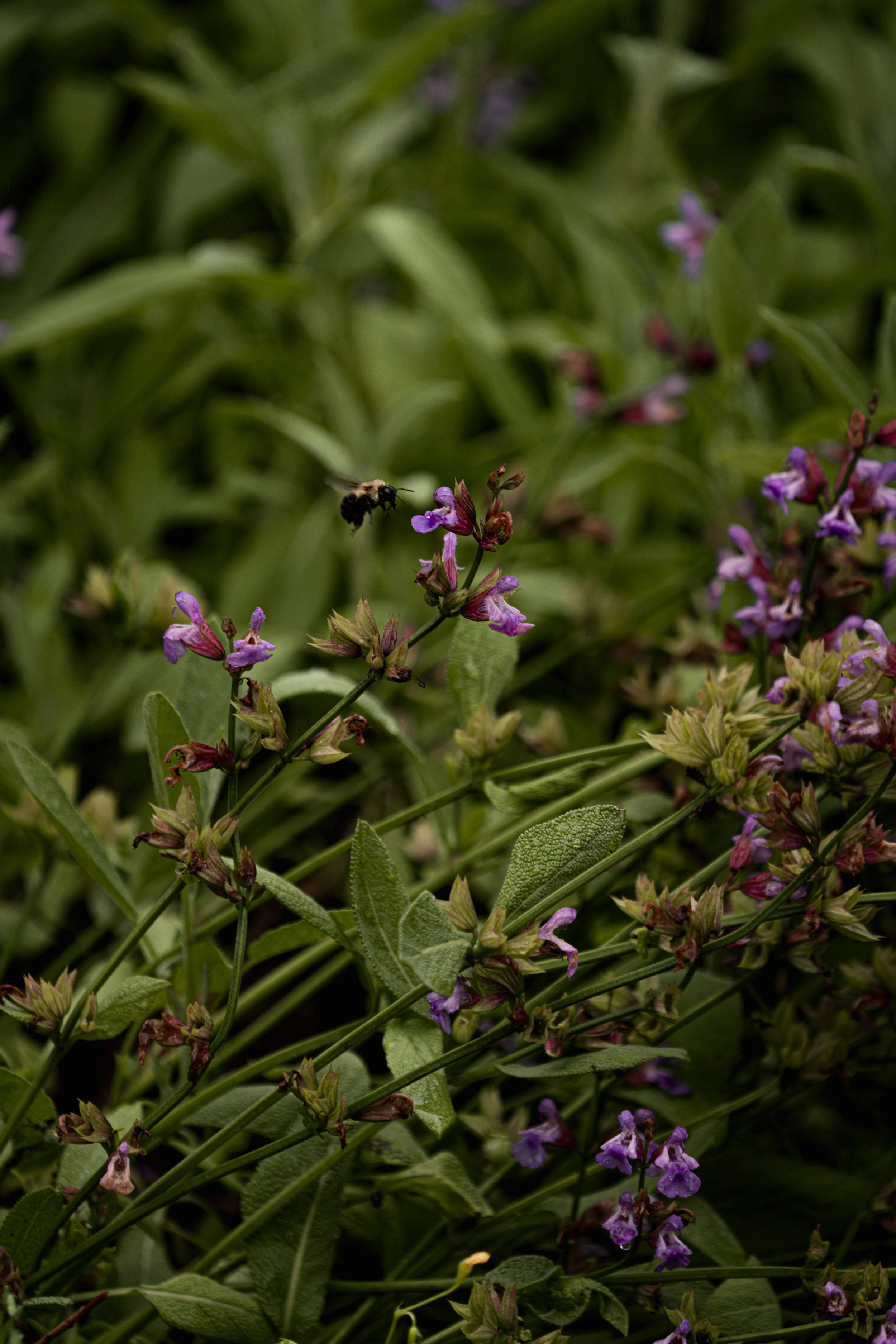 A_507551.jpg