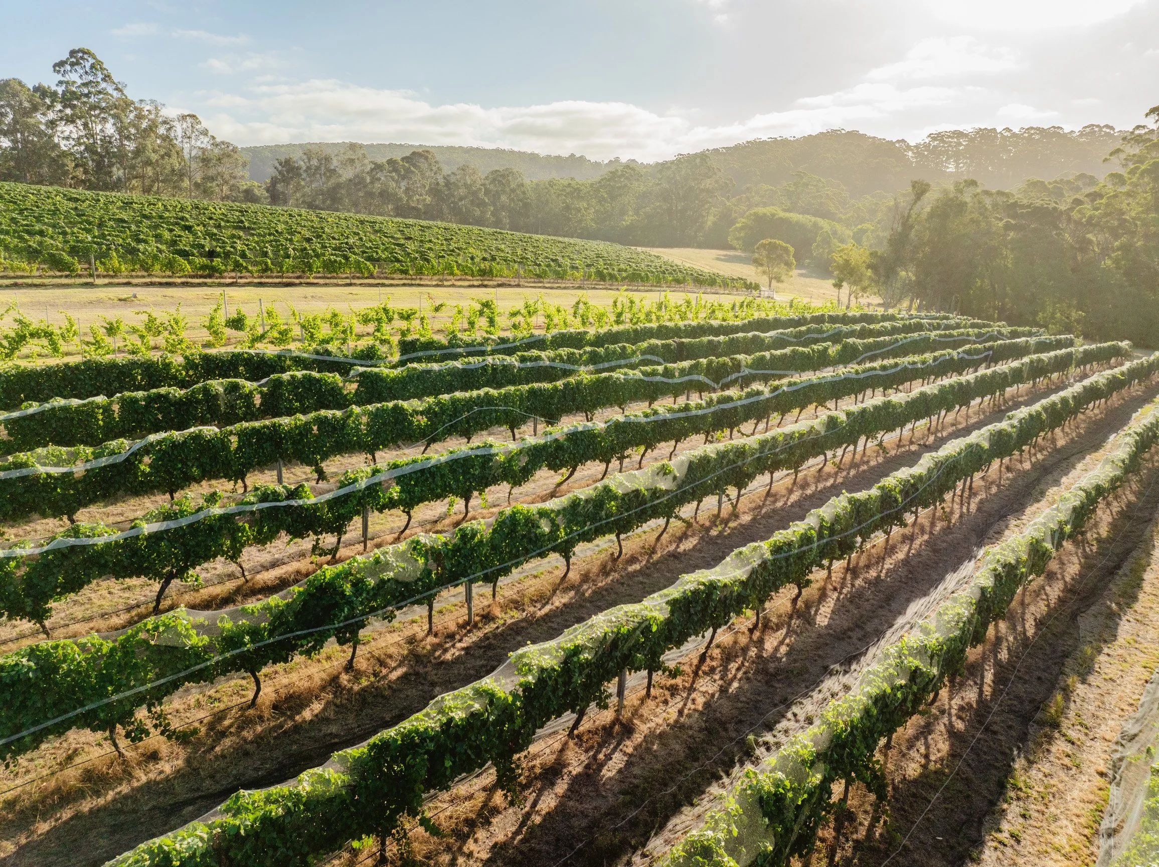 Grapevines Denmark_BEP.jpg