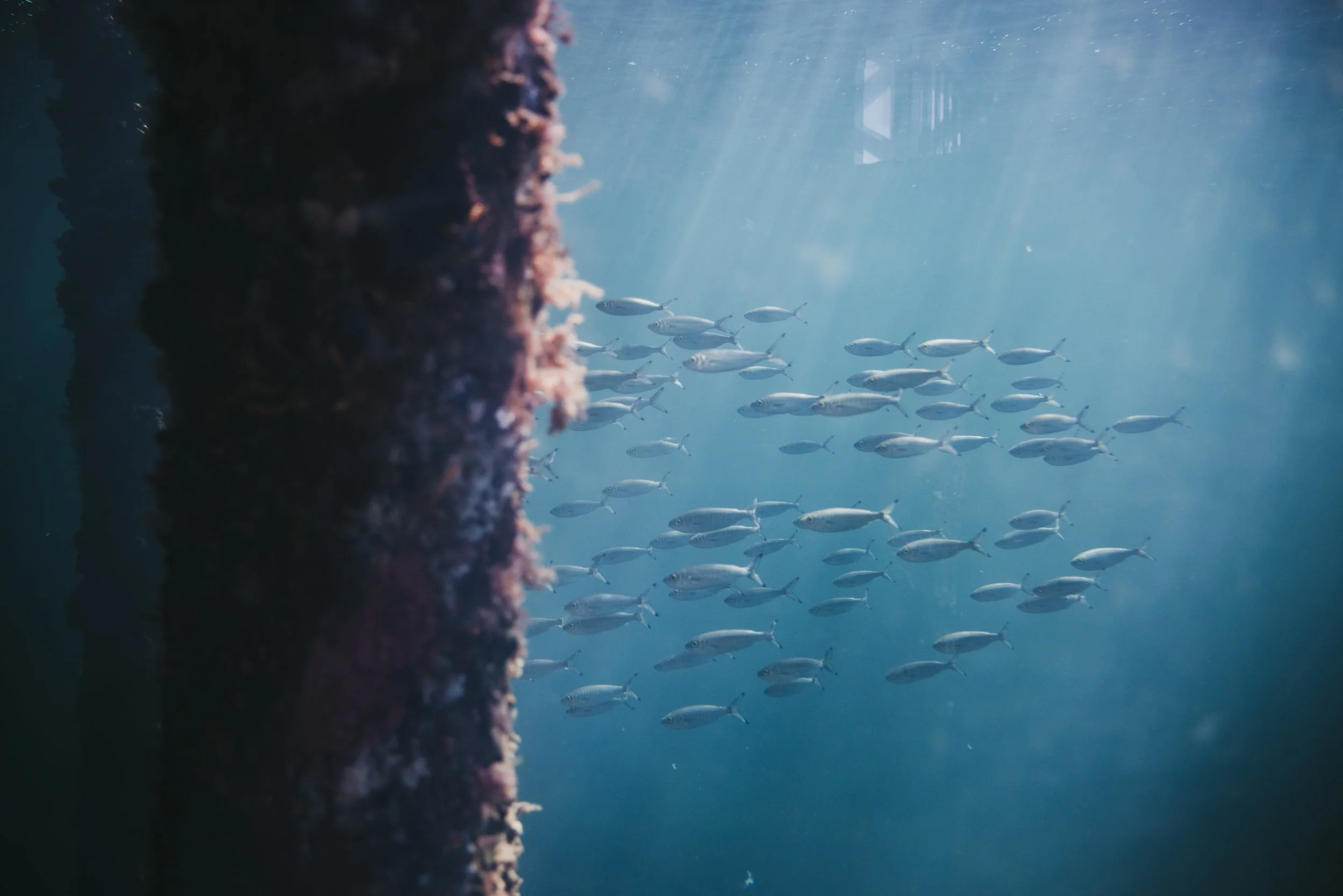 Busselton Jetty Underwater.jpg