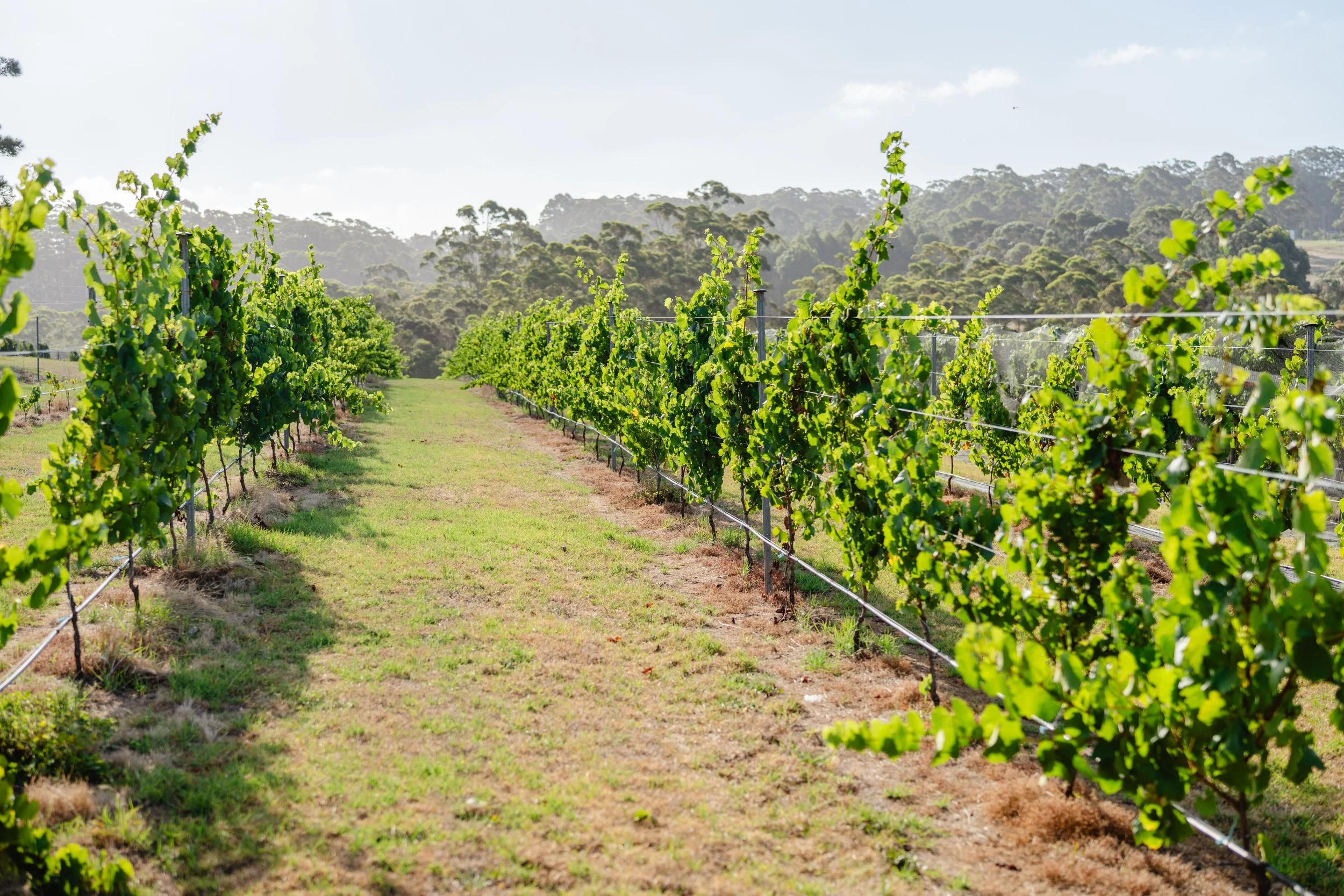 Margaret River Vines.jpg