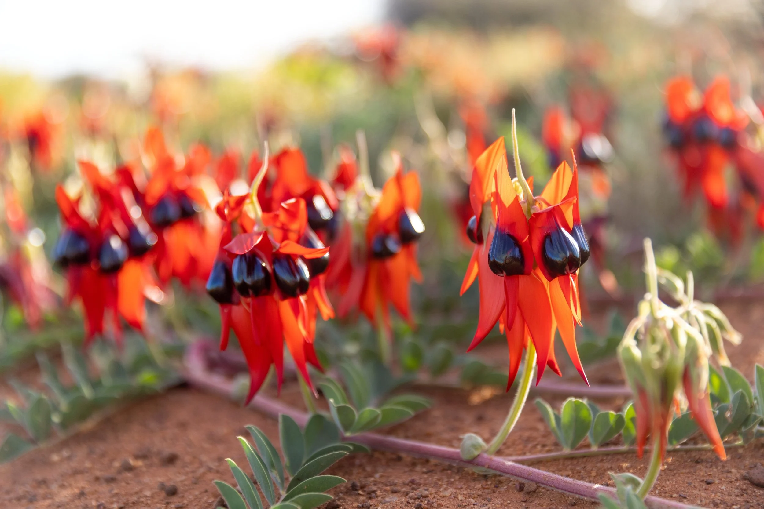 Sturt Desert Pea_BEP.jpg