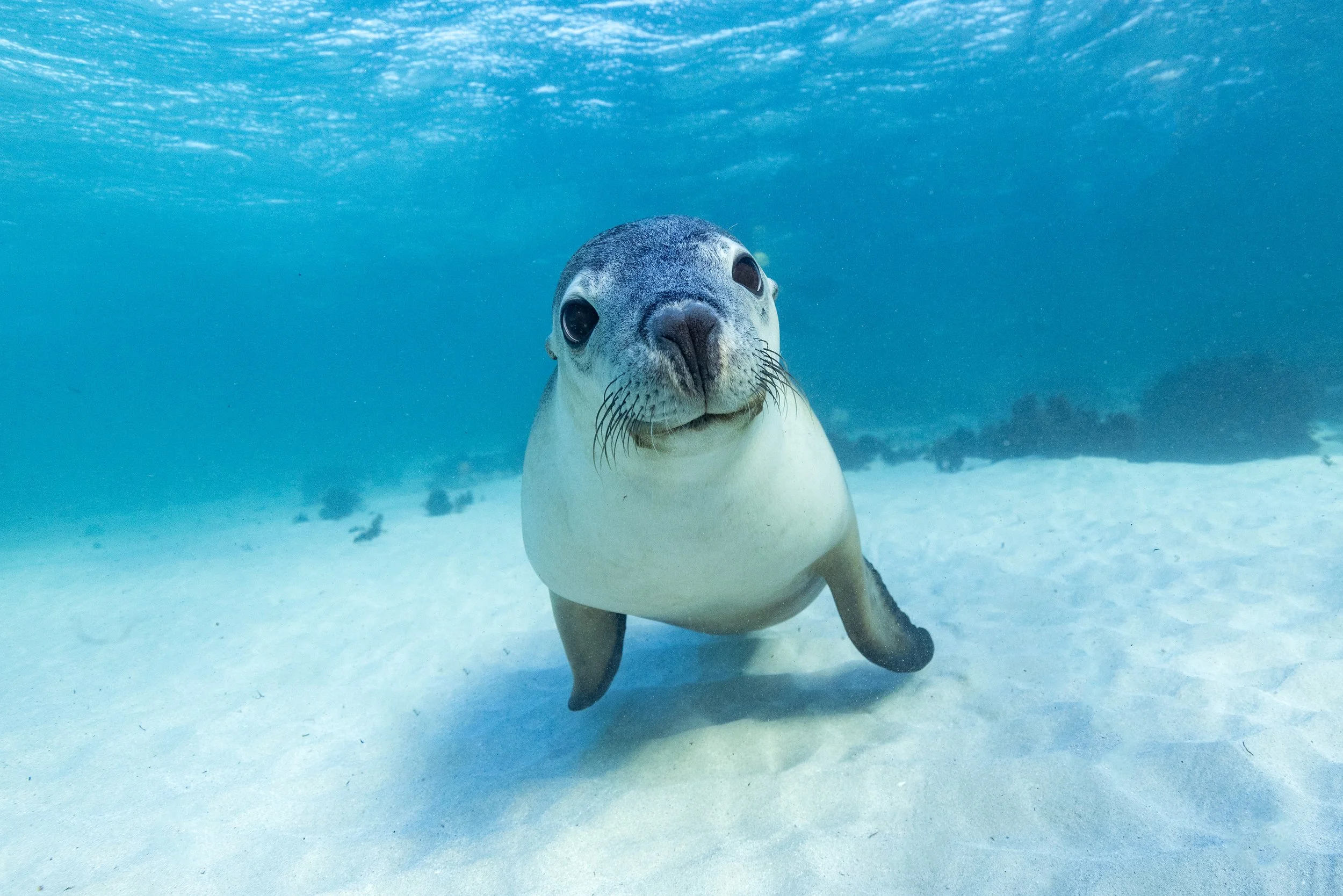 Seal_WA_BEP.jpg