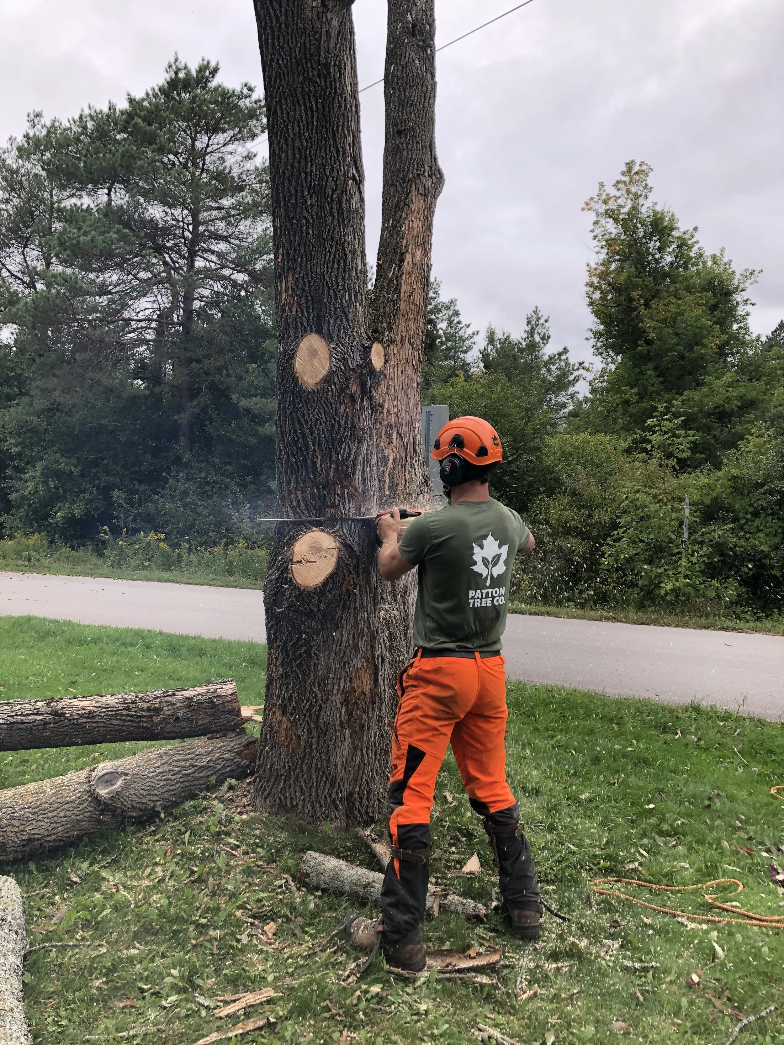 An arborist wearing a green t-shirt, orange and black pants, and a safety helmet is cutting a large tree trunk with a chainsaw. There are tree branches on the ground nearby, and the scene takes place next to a road with greenery in the background.