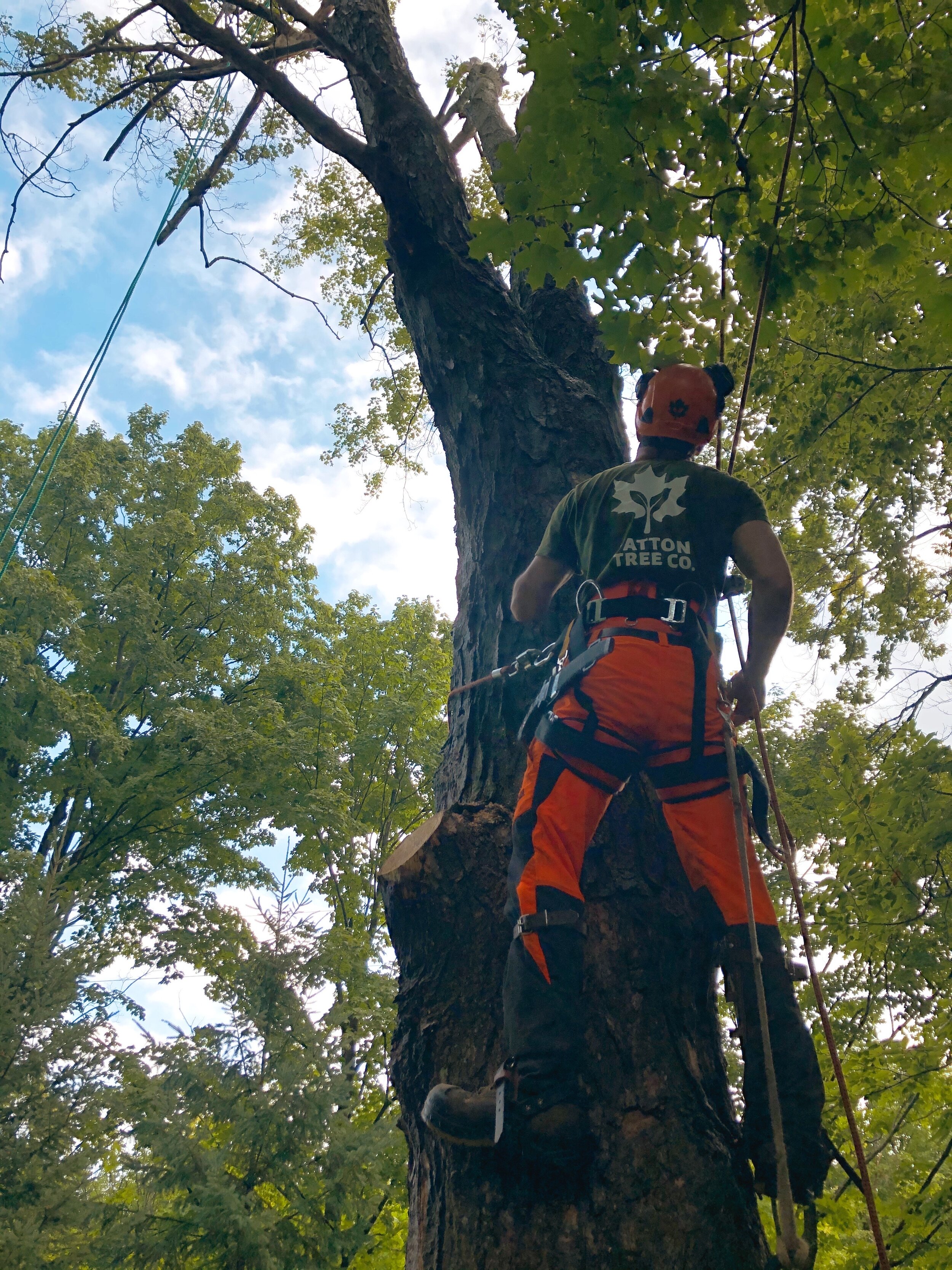 Tree climber wearing safety gear, harness, and helmet, ascending a tall tree during tree trimming or maintenance.
