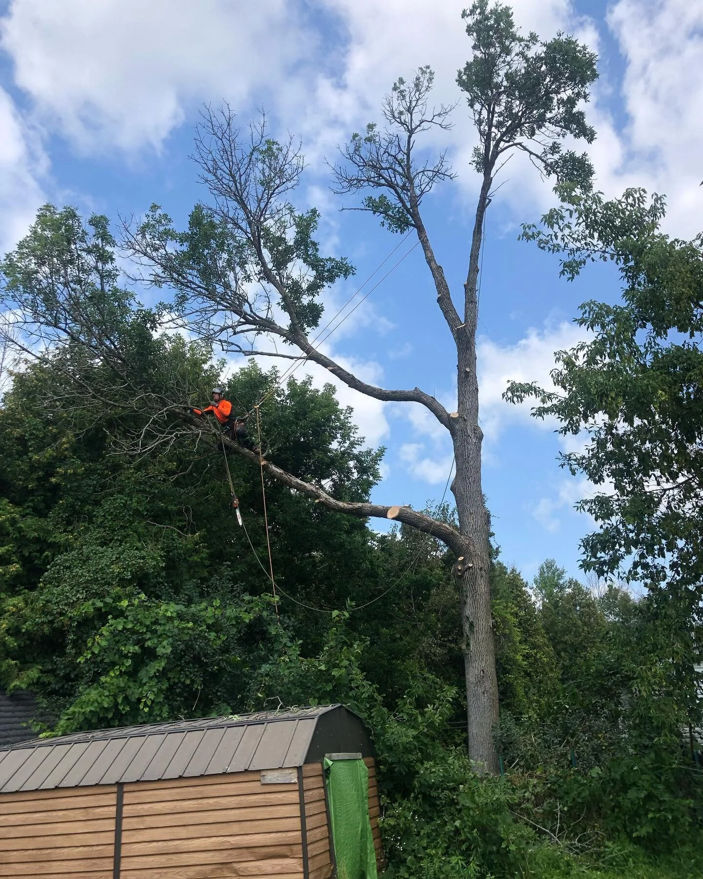 Tree hanging over your shed(s)?
No problem! This one was hanging over 3.