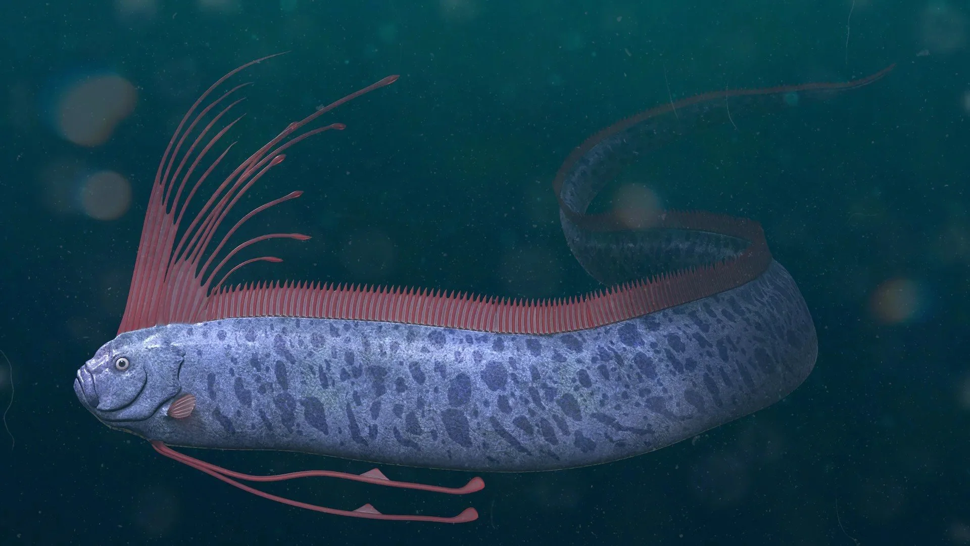đ Oarfish Sightings in Australia: Myth, Mystery, and the âDoomsday Fishâ