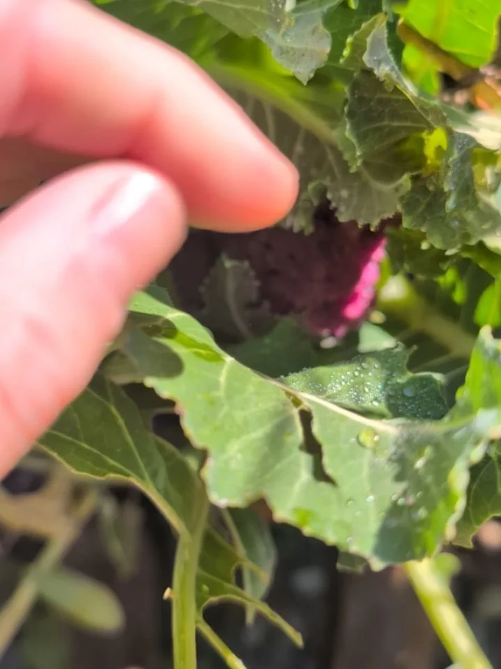 Some photos from this week ❇️ purple and orange cauliflower 💜🧡 an abandoned squash I found while clearing some plants! And did you know ladybirds huddle for warmth?