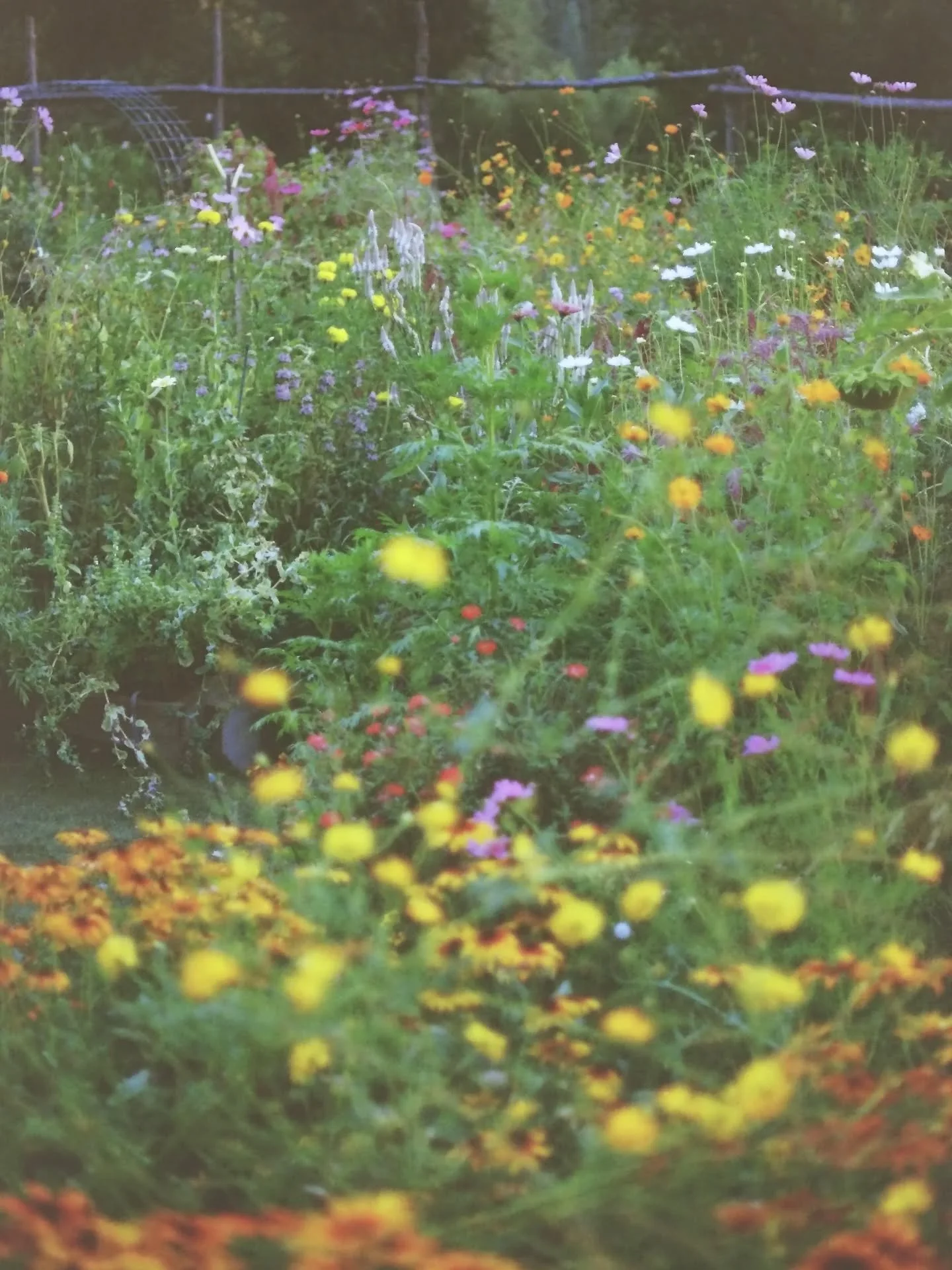 1️⃣7️⃣ Favorite (Vertical) Film Photos of 2025