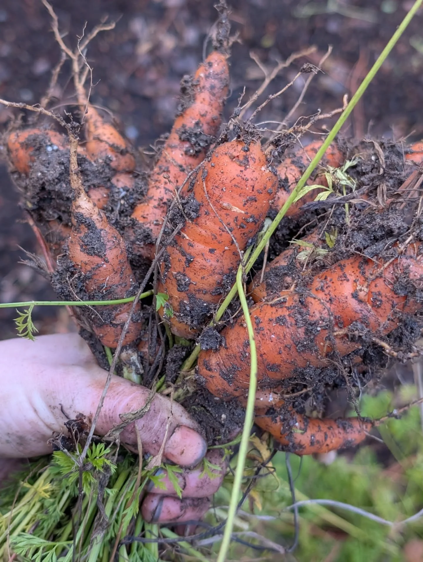 I had to make some room in a bed today so I pulled some carrots 🥕 Enjoy the video at the end with all the freaks!