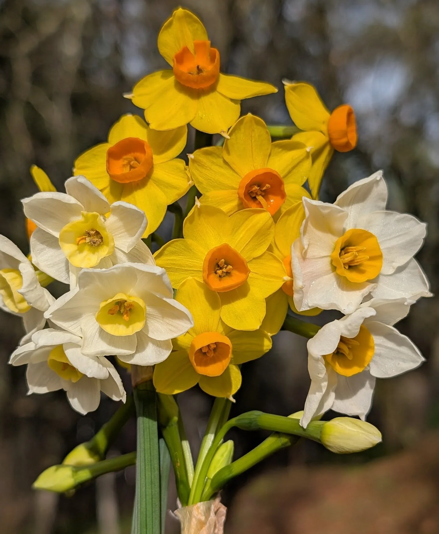 Some early Narcissus blooms this year, I put them in the kitchen and you can smell them every time you pass by
