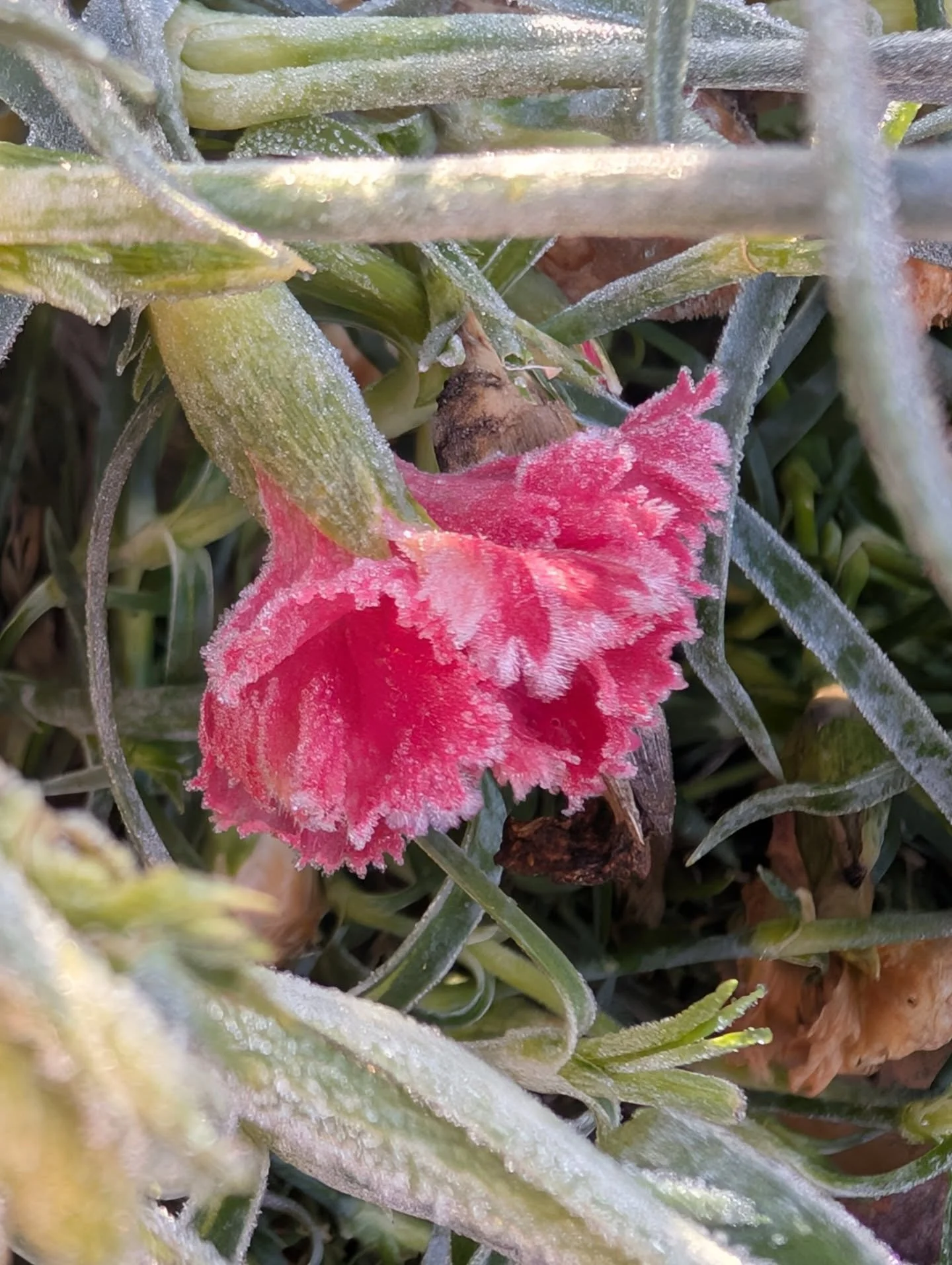 It's been frosty recently! Always fun to see the plant details highlighted under the frost ❄️