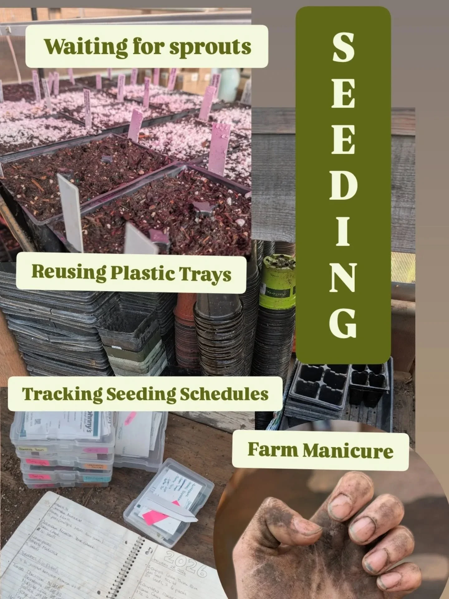 Nearly everything we grow here is seeded by us! Tedious but worth the effort, waiting months to literally reap what we sow. It's one of the most satisfying parts of farming in my opinion. 🌱