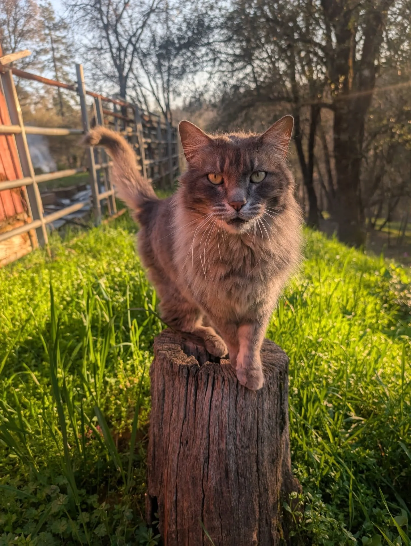 From my camera roll recently✳️