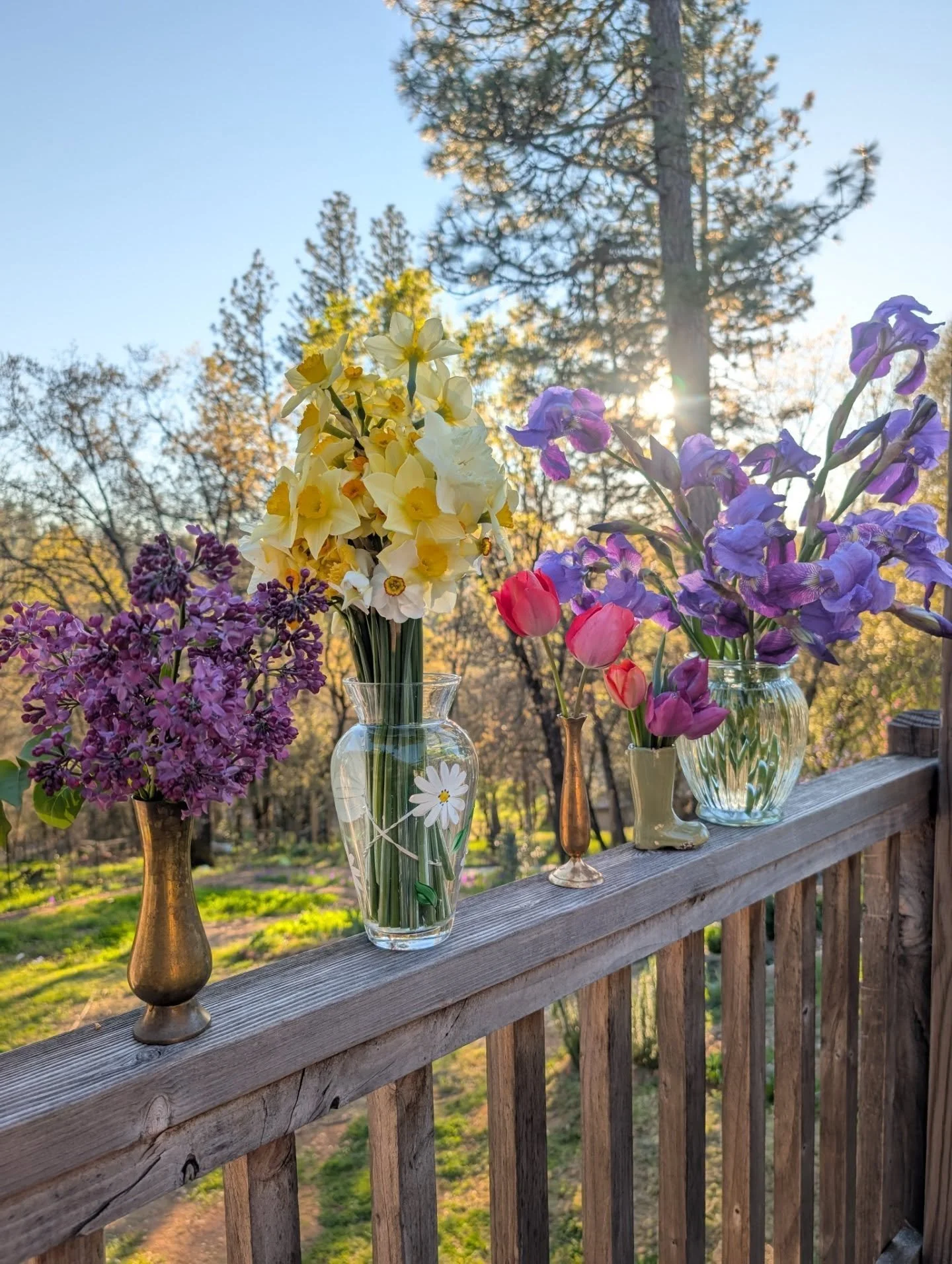 Trying to keep up to date with flower posting 🗓️ but these are from earlier in March. Every year I'm surprised with how much I love Irises, which shouldn't be surprising at this point