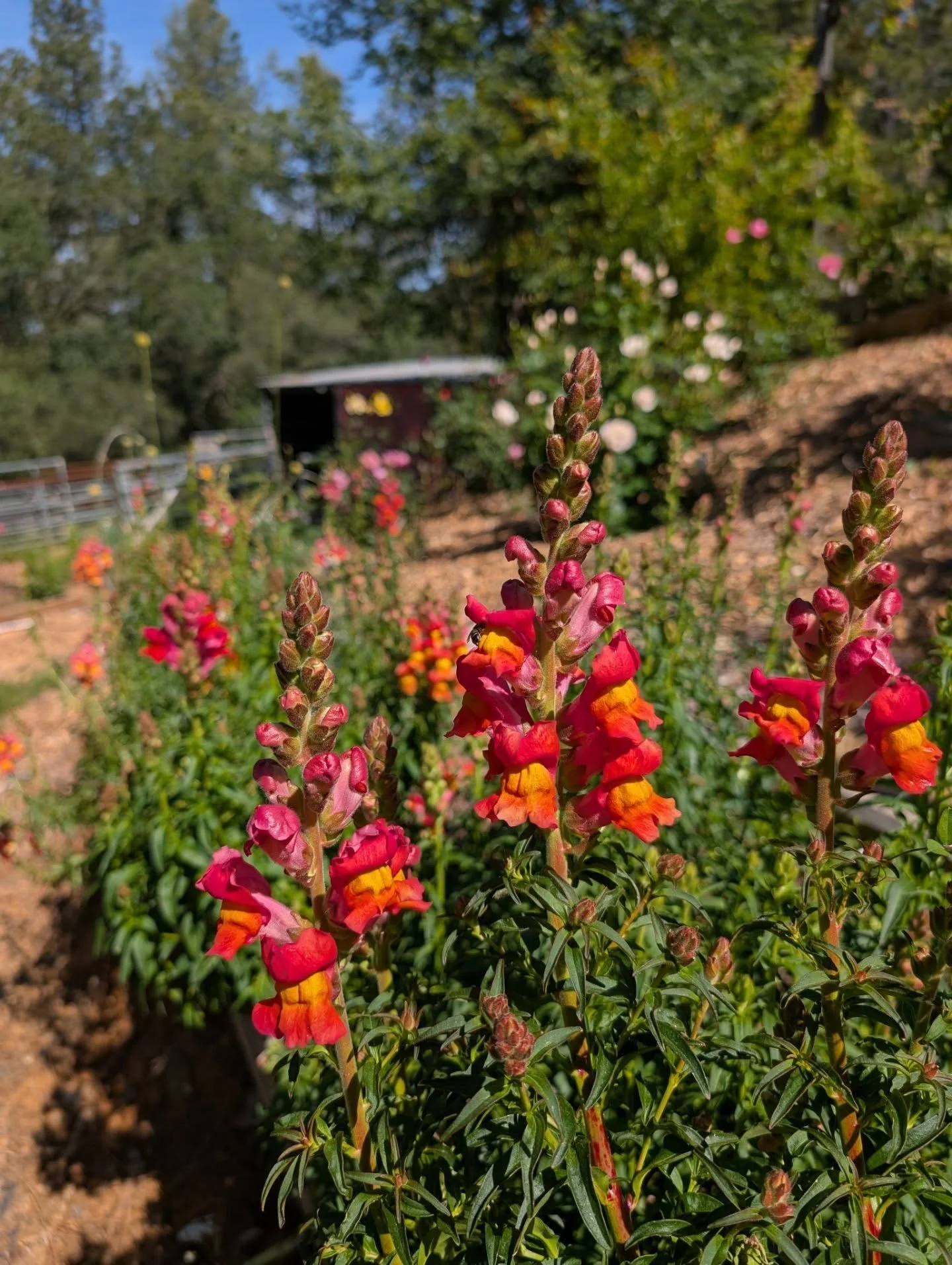 I've been seeding and planting and digging holes and pulling weeds and doing irrigation and stopping to smell the flowers