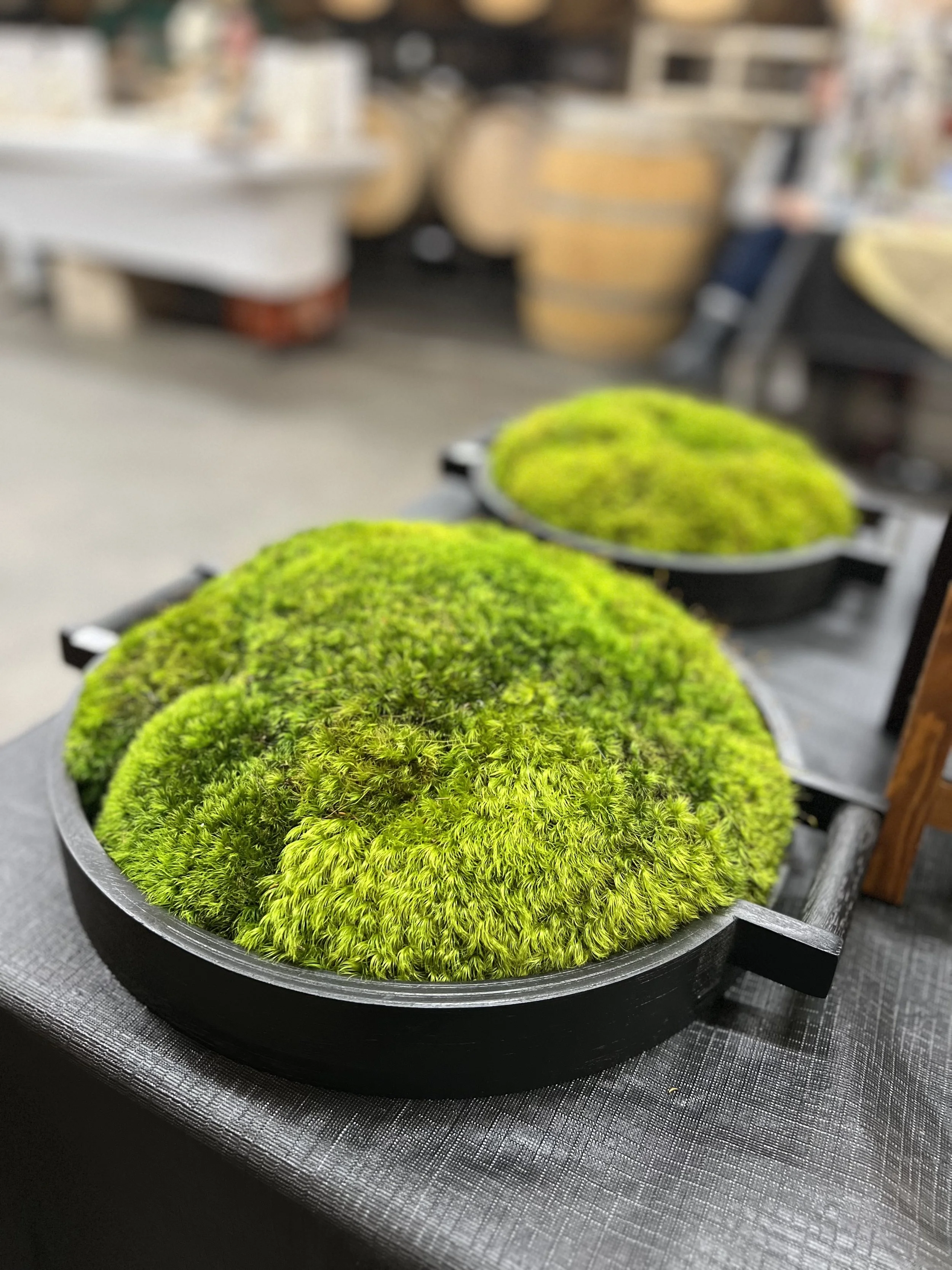 Large black wooden tray with preserved moss arrangement, 16.5"×14.5"