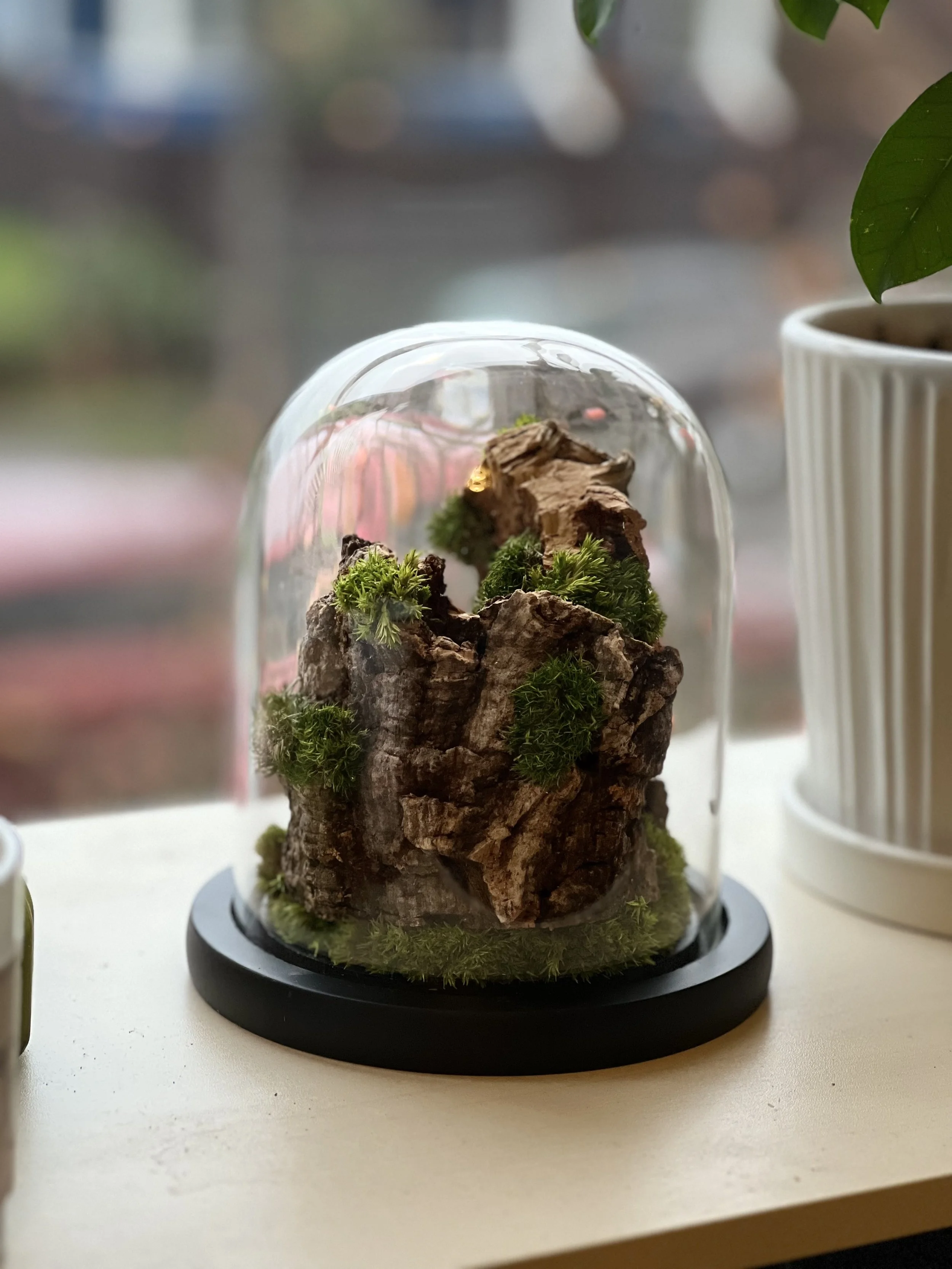 Glass cloche with preserved moss arrangement — 5.7"×6.5" tabletop piece
