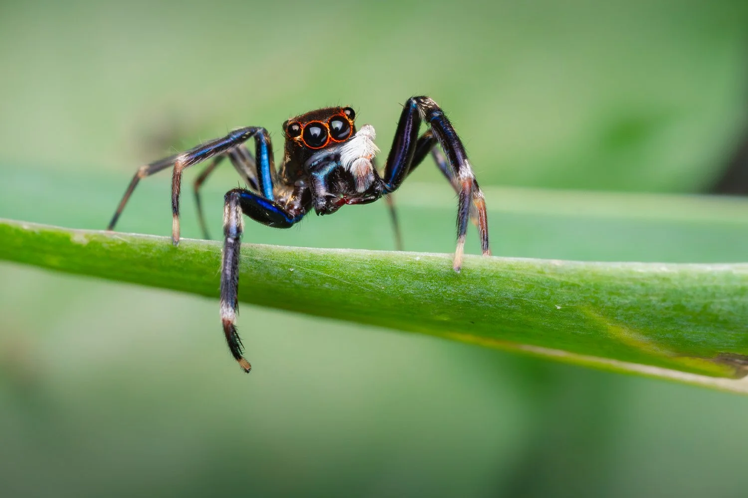 Jumping Spider copyright Oliver Lacey