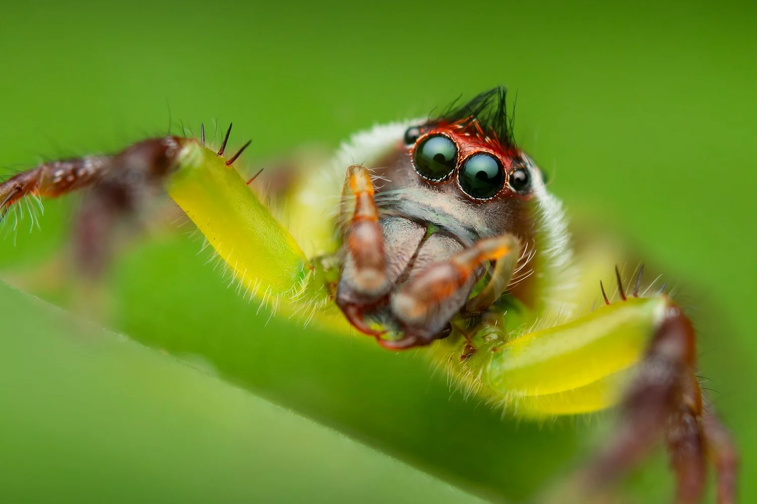 green jumping spider