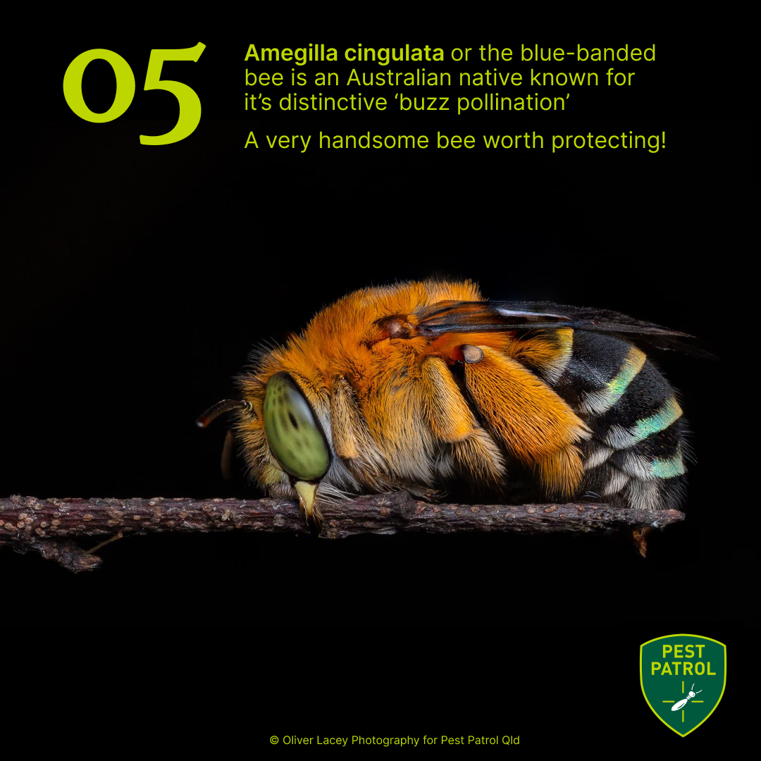 BLUE BANDED BEE
