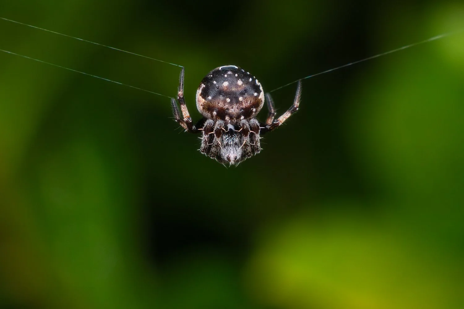 small round orb spider