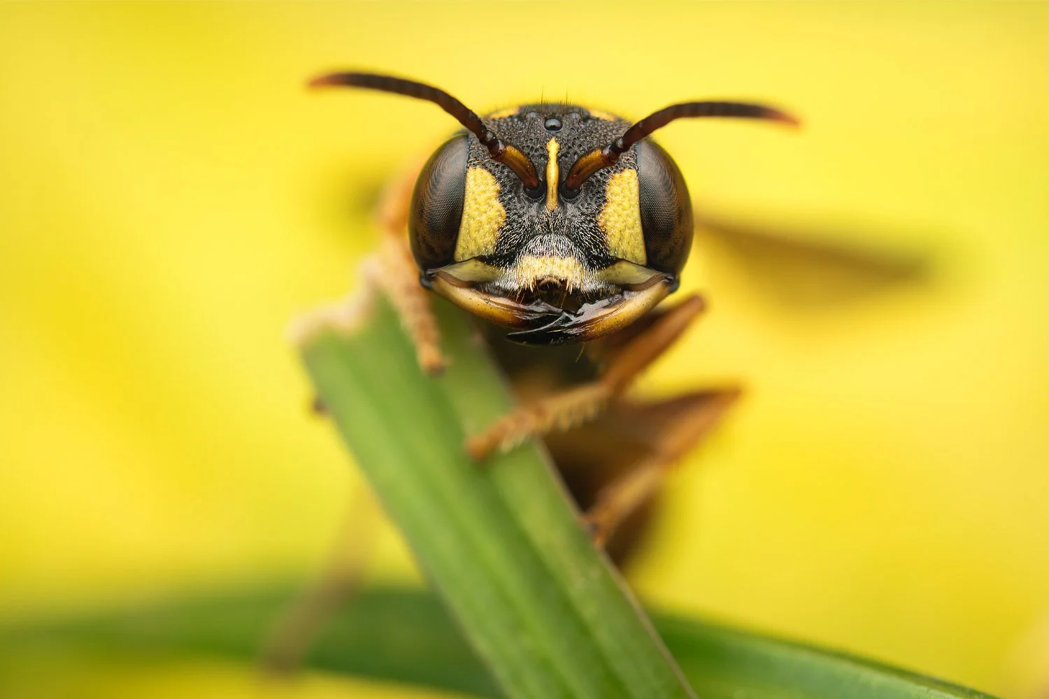 weevil wasp