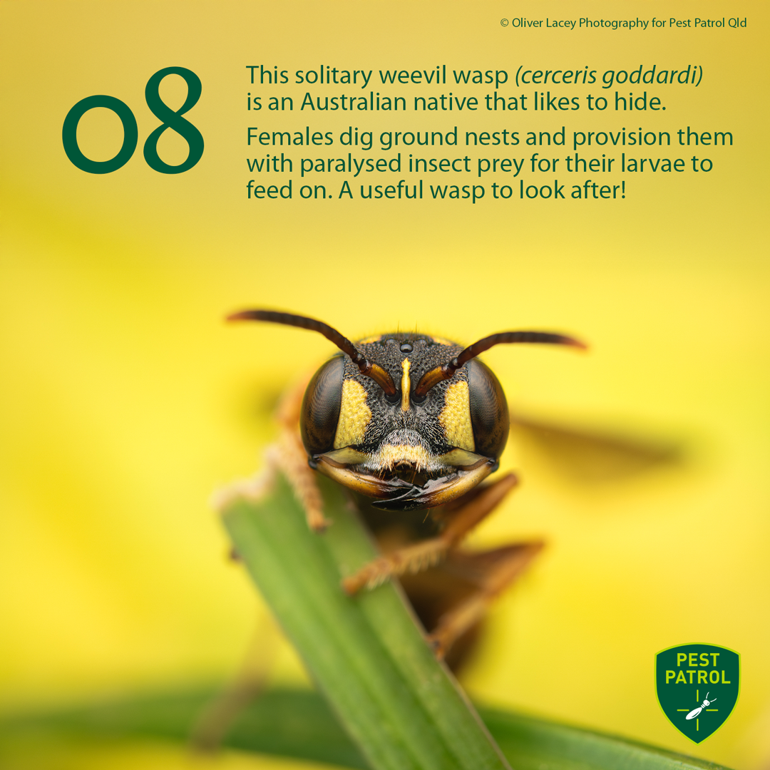 weevil wasp (Cerceris goddardi)