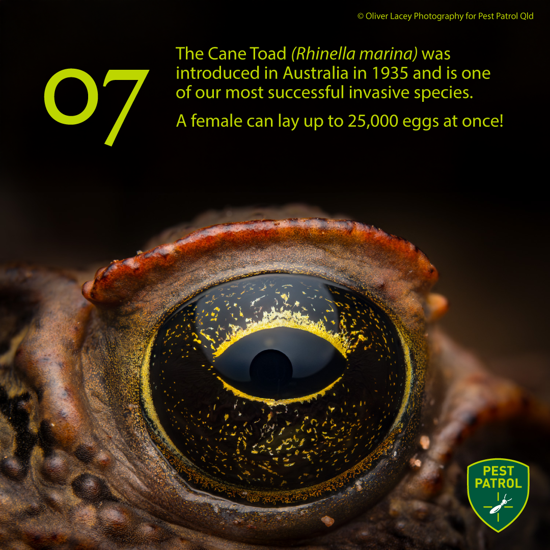 CANE TOAD EYE