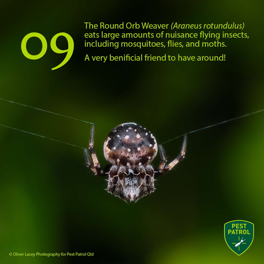 Round orb weaver spider